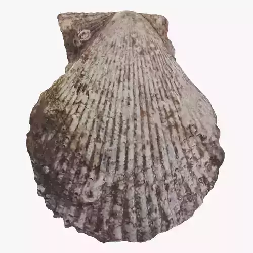 -Shell Dark- 3D model