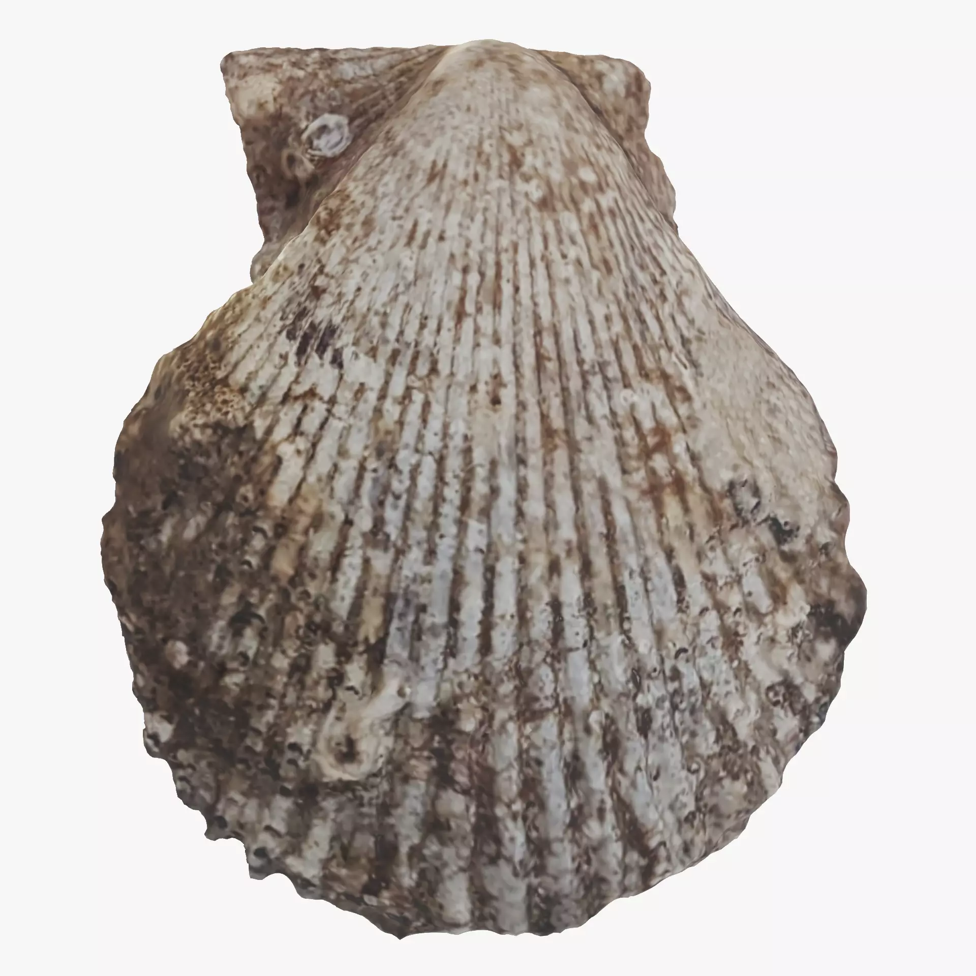 -Shell Dark- 3D model_0