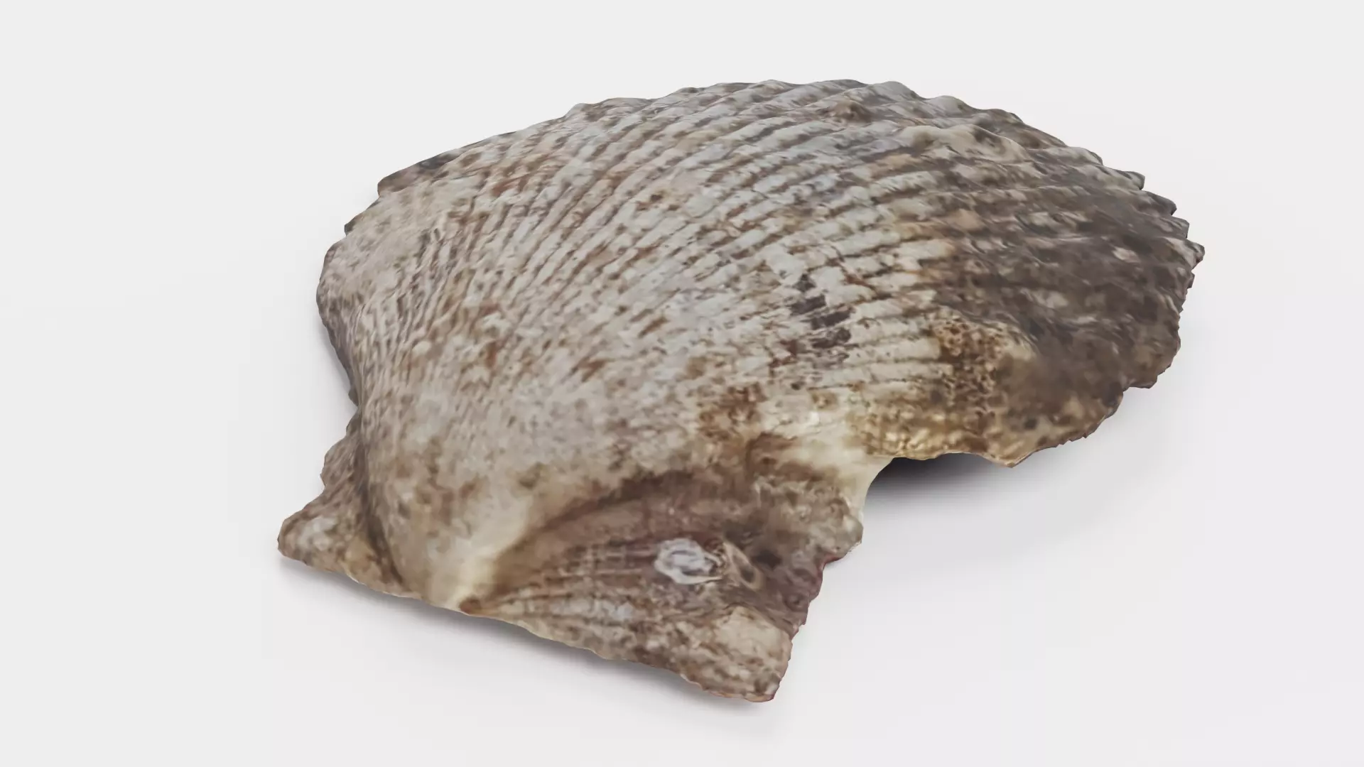 -Shell Dark- 3D model_4