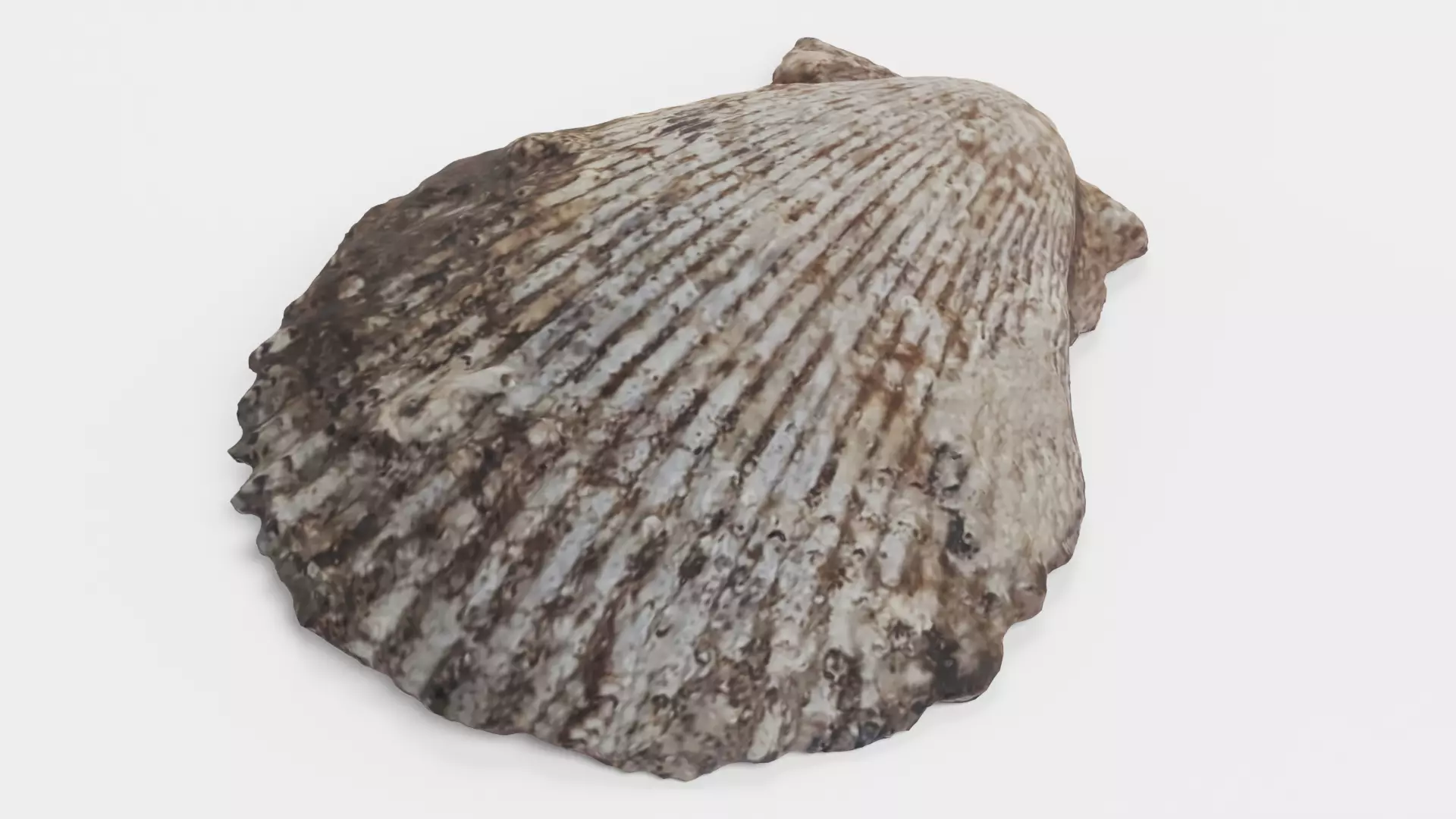 -Shell Dark- 3D model_2