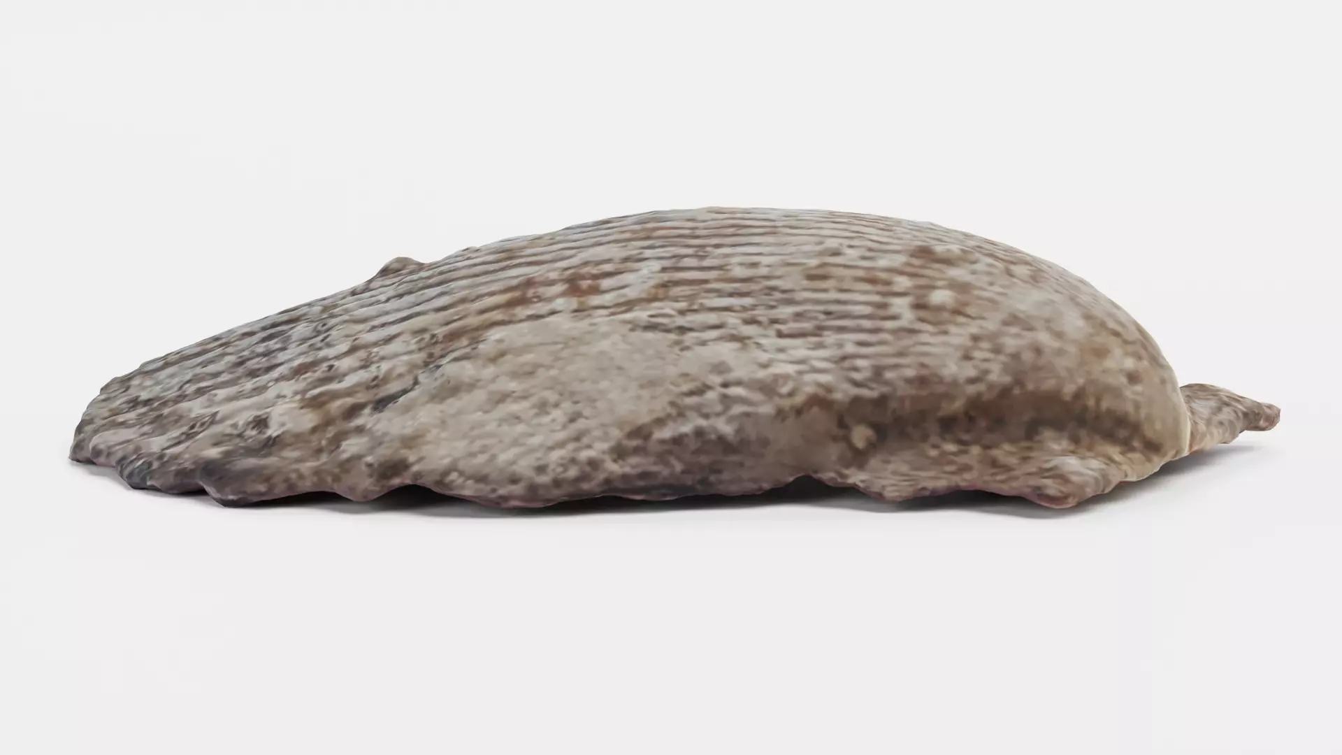 -Shell Dark- 3D model_5