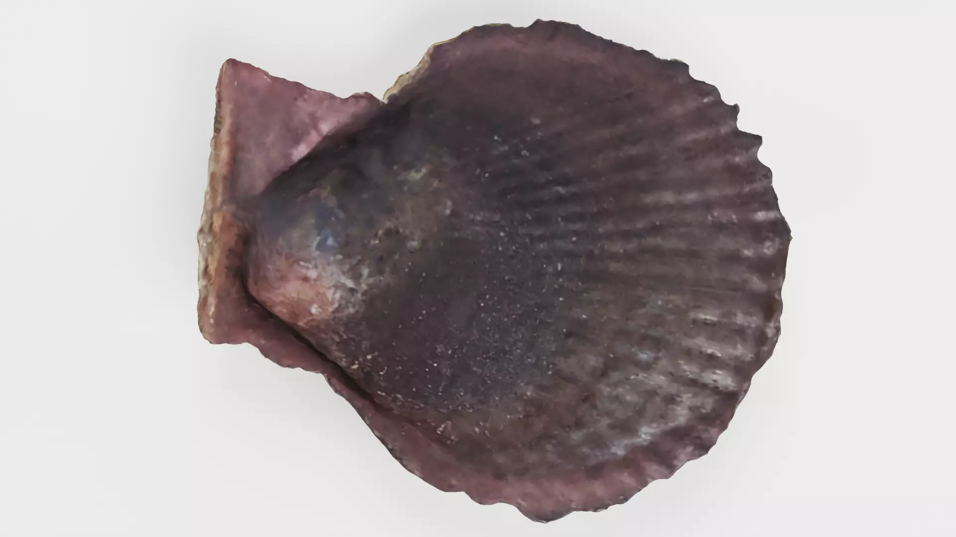 -Shell Dark- 3D model_8