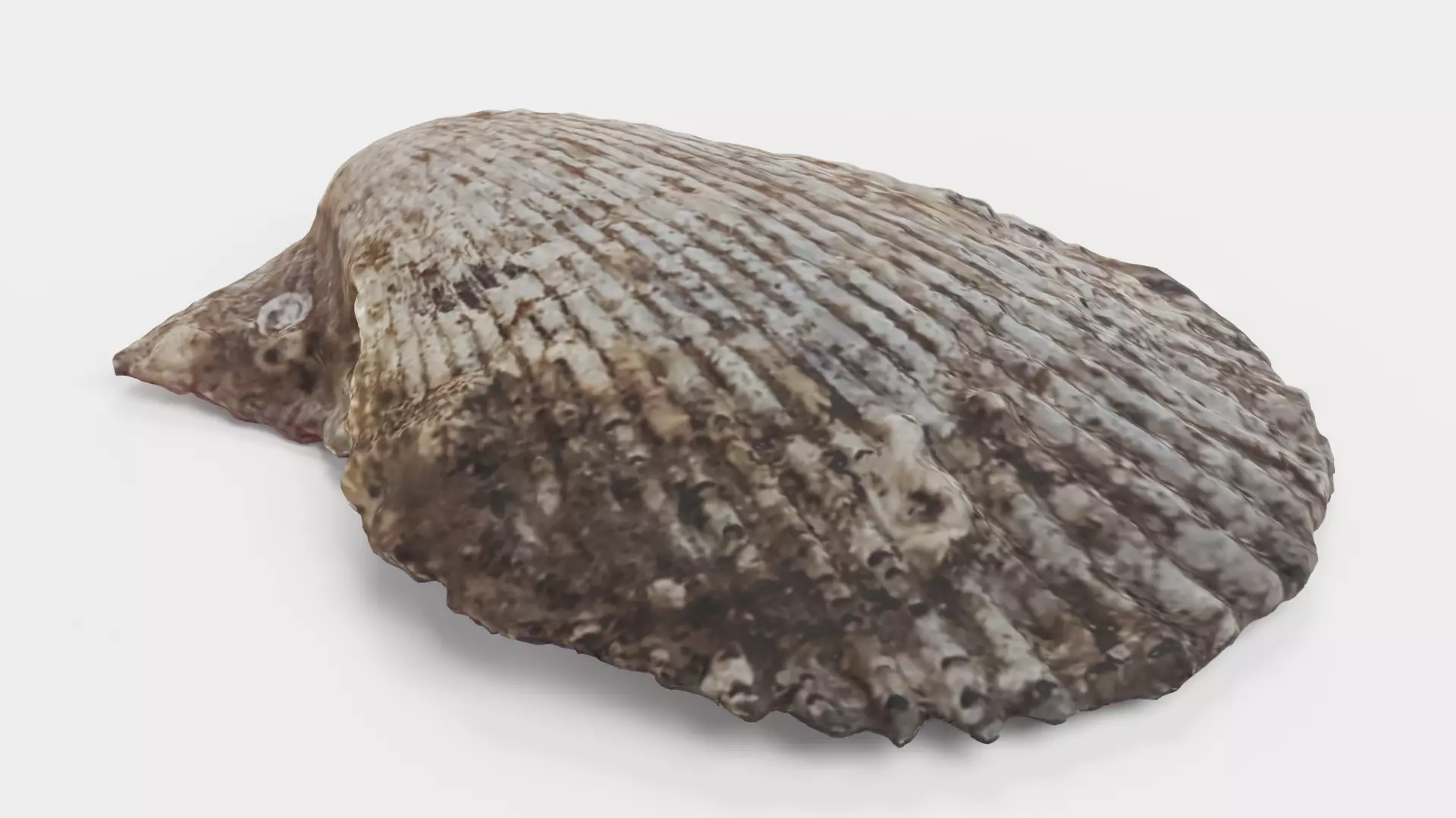 -Shell Dark- 3D model_3