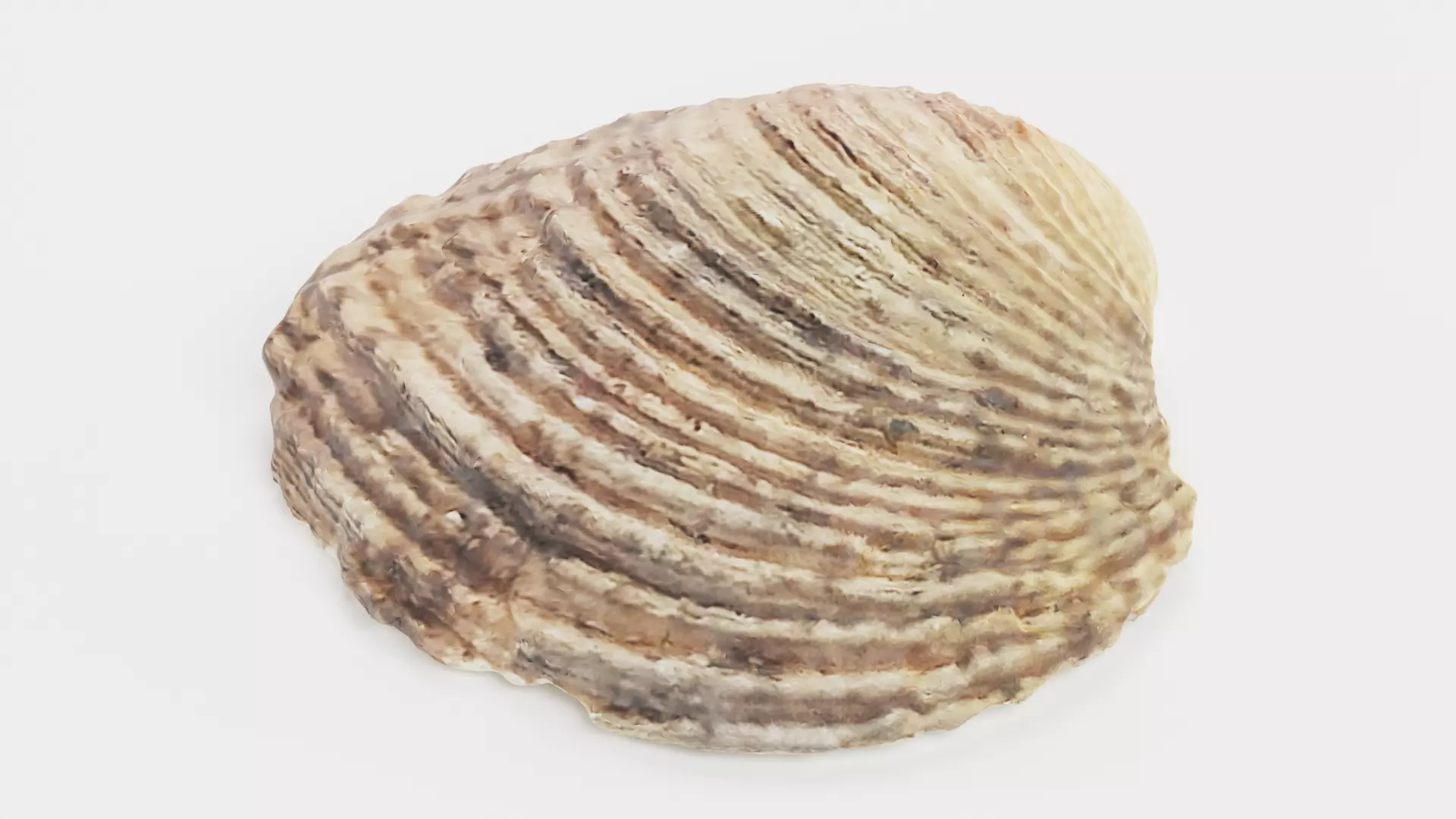 -Shell Light- 3D model_1