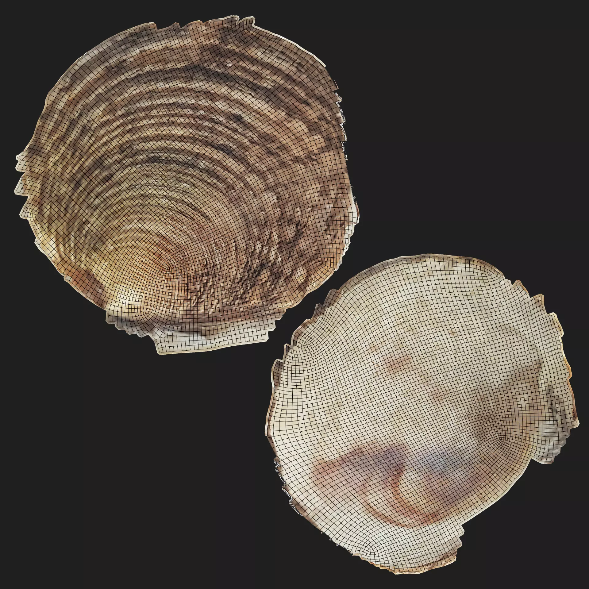 -Shell Light- 3D model_8