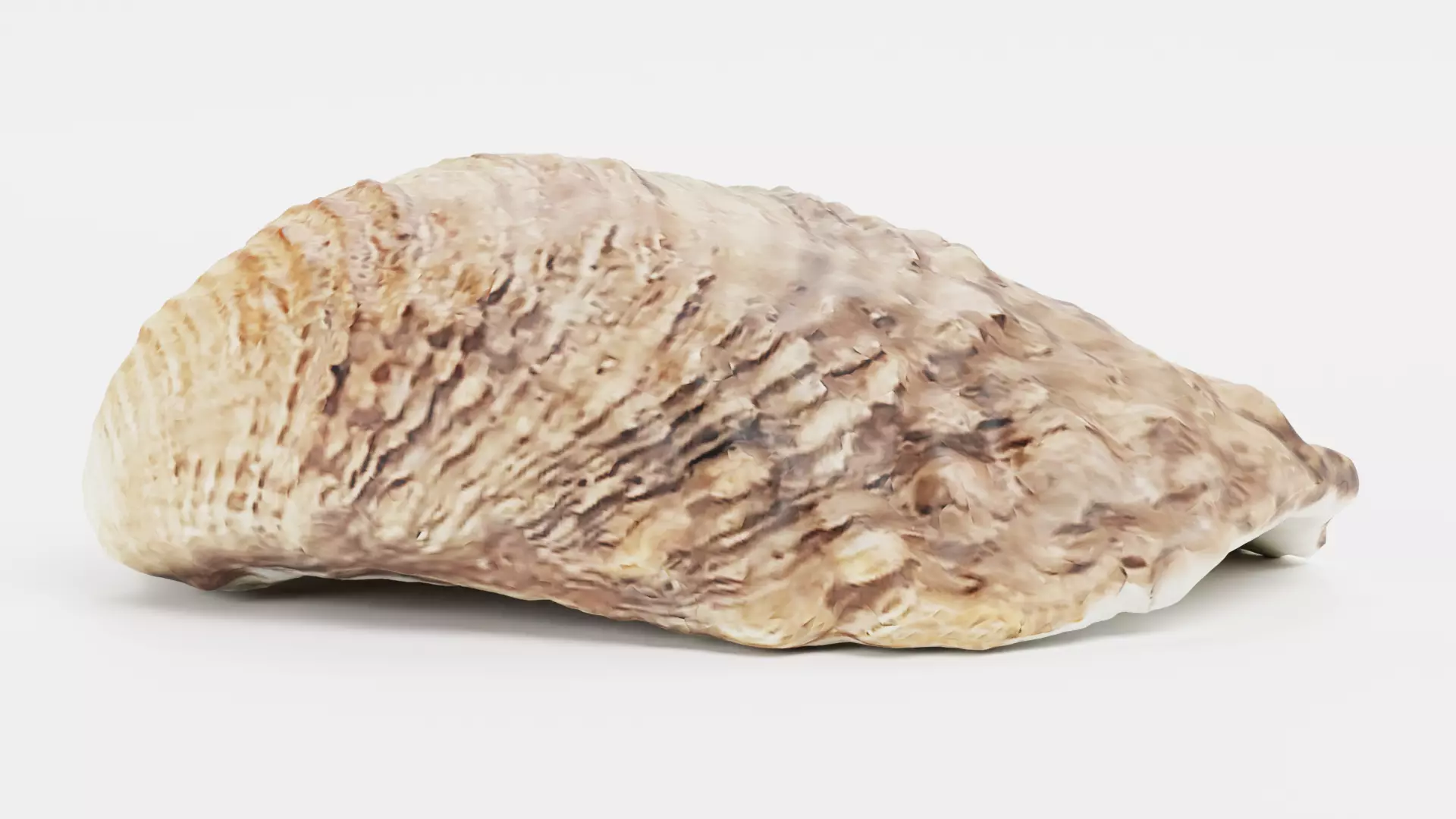 -Shell Light- 3D model_3