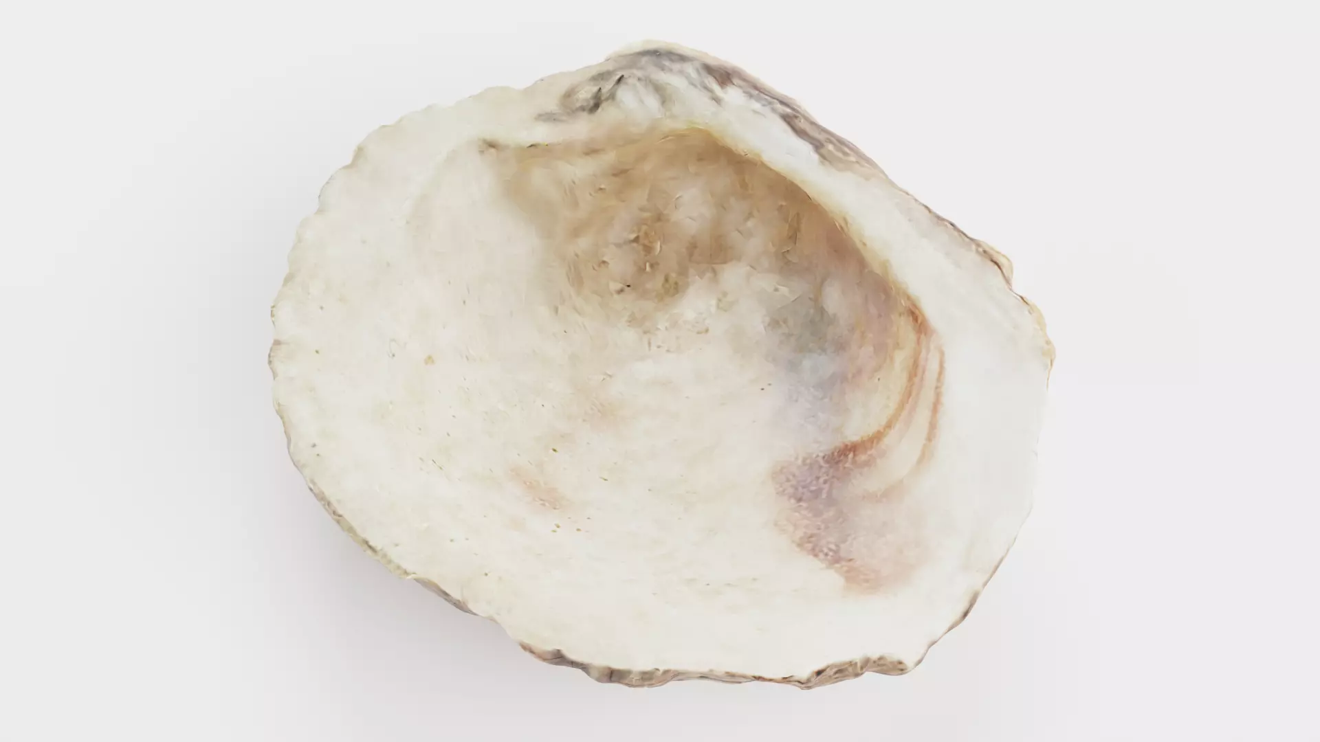 -Shell Light- 3D model_6