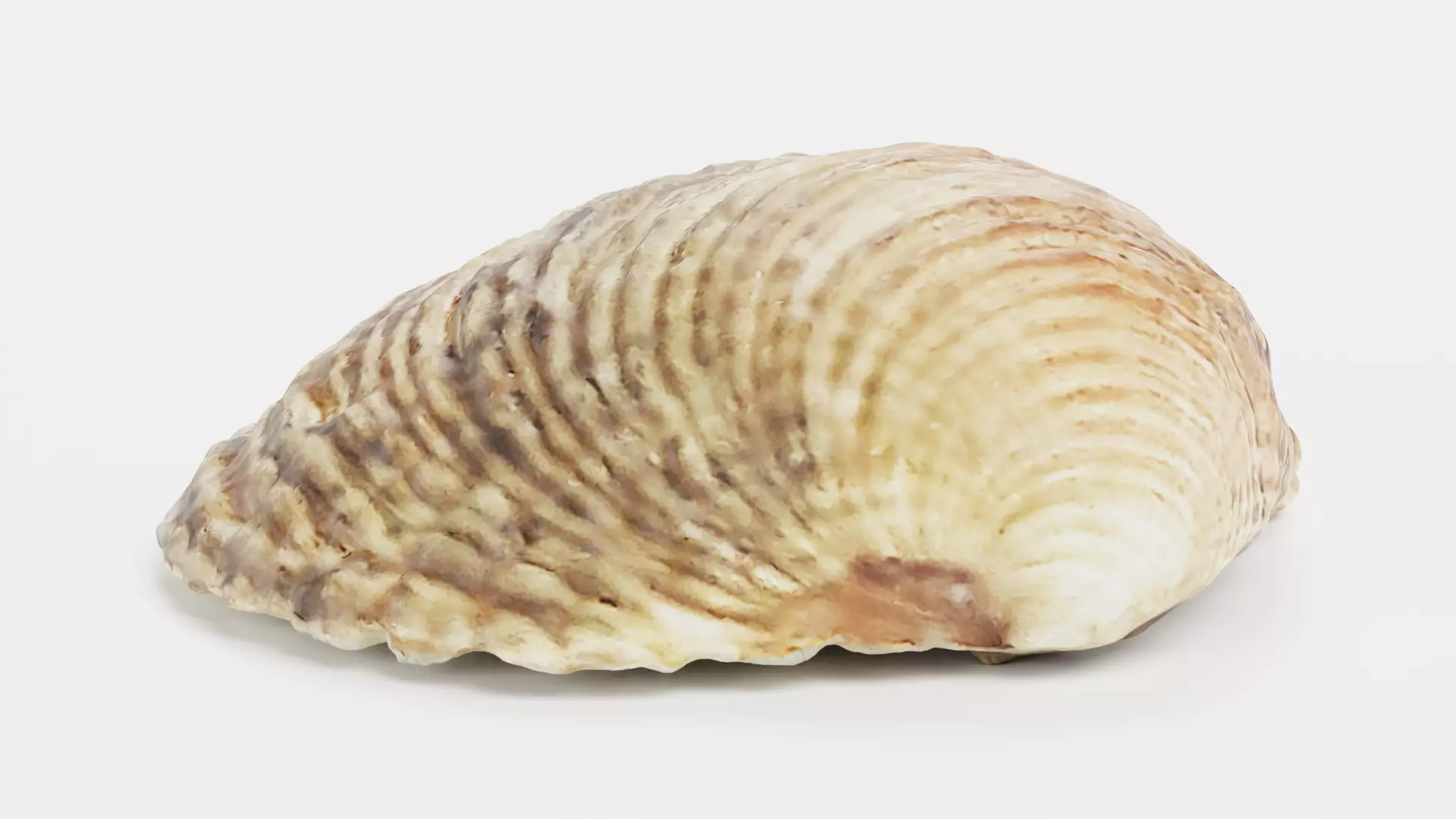 -Shell Light- 3D model_4