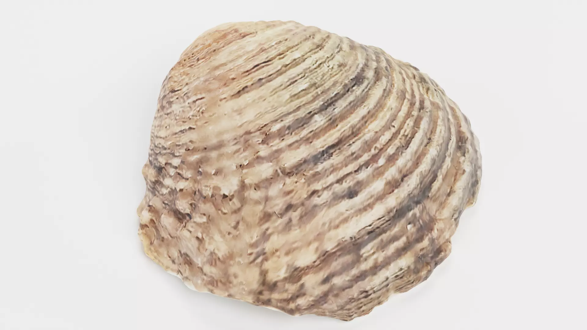 -Shell Light- 3D model_2