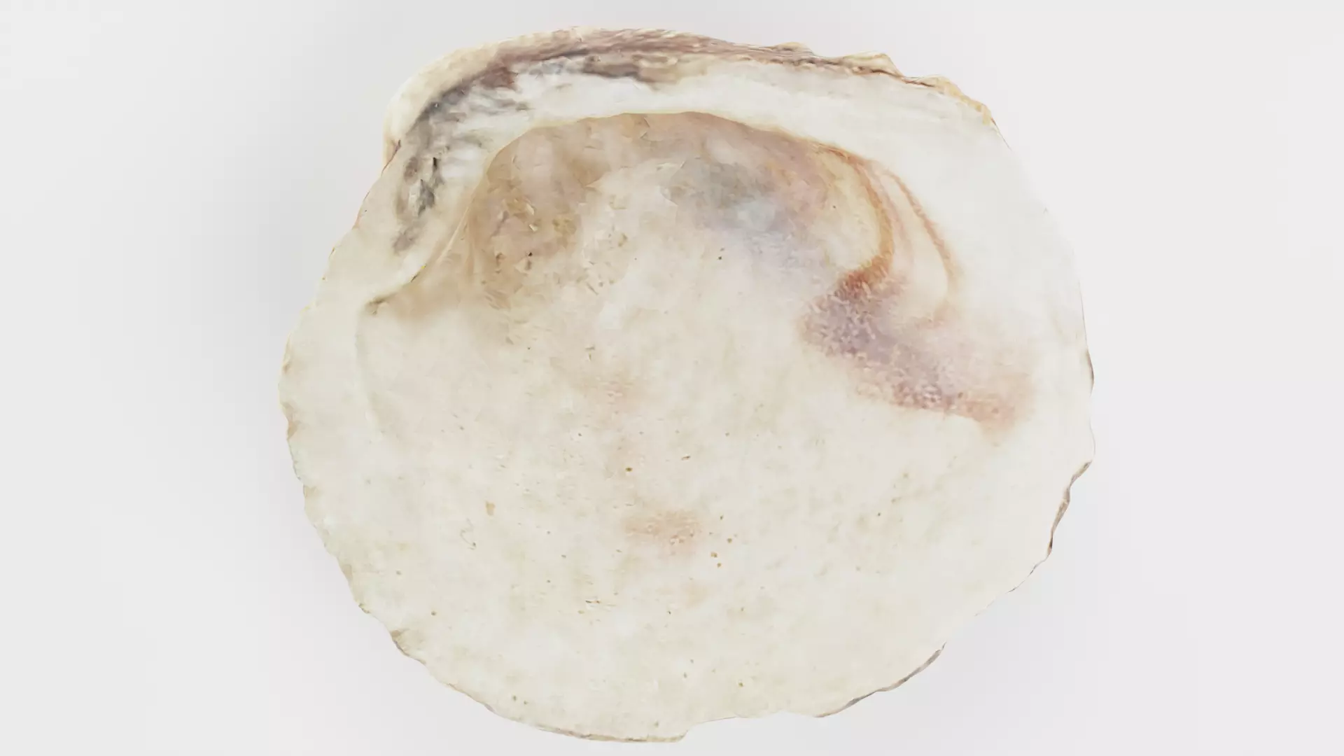 -Shell Light- 3D model_7