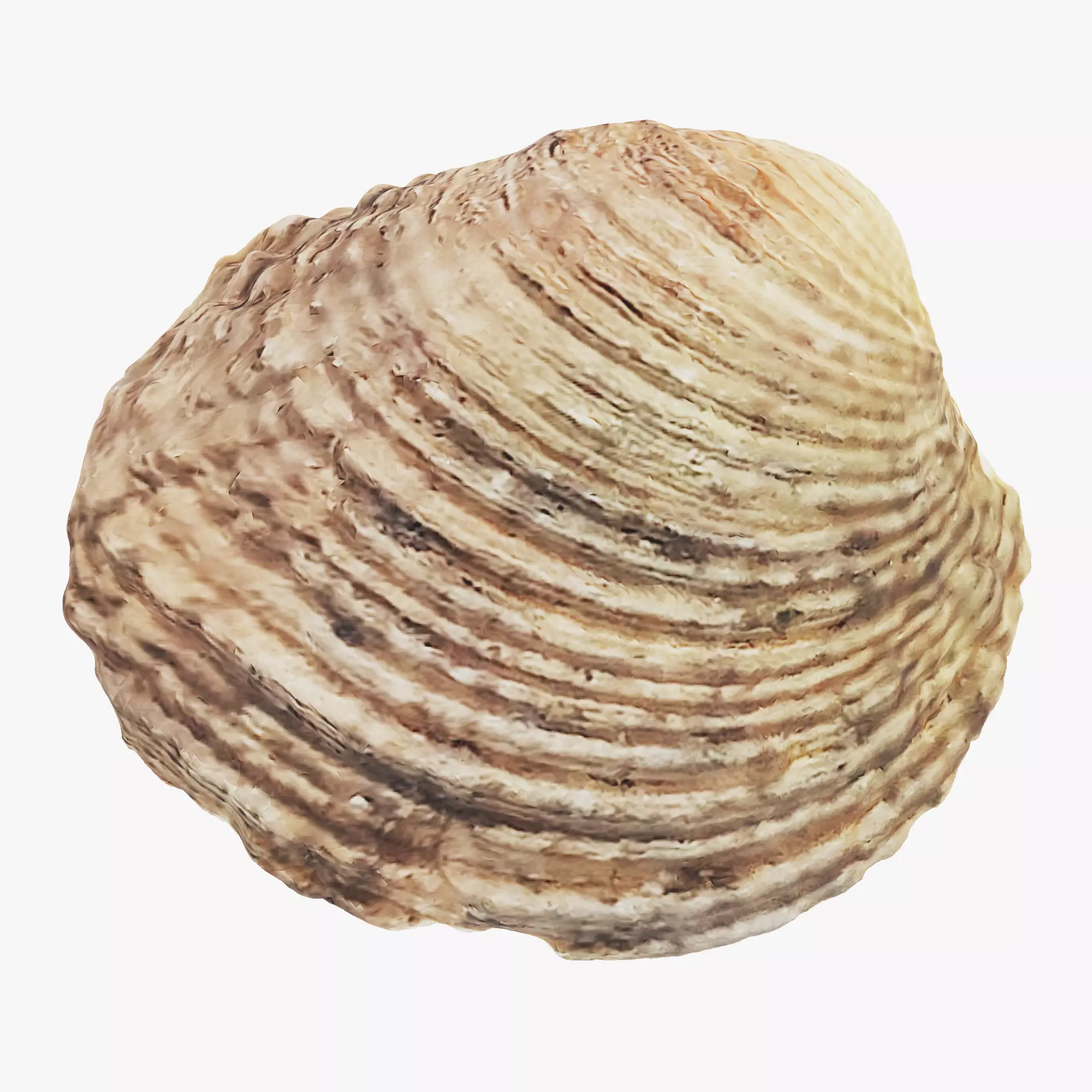 -Shell Light- 3D model_13