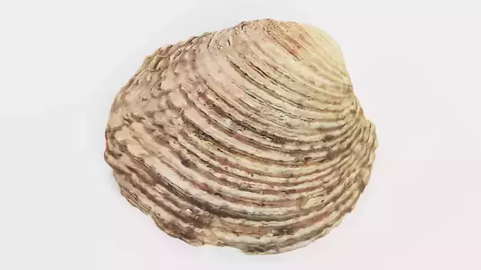 -Shell Light- 3D model