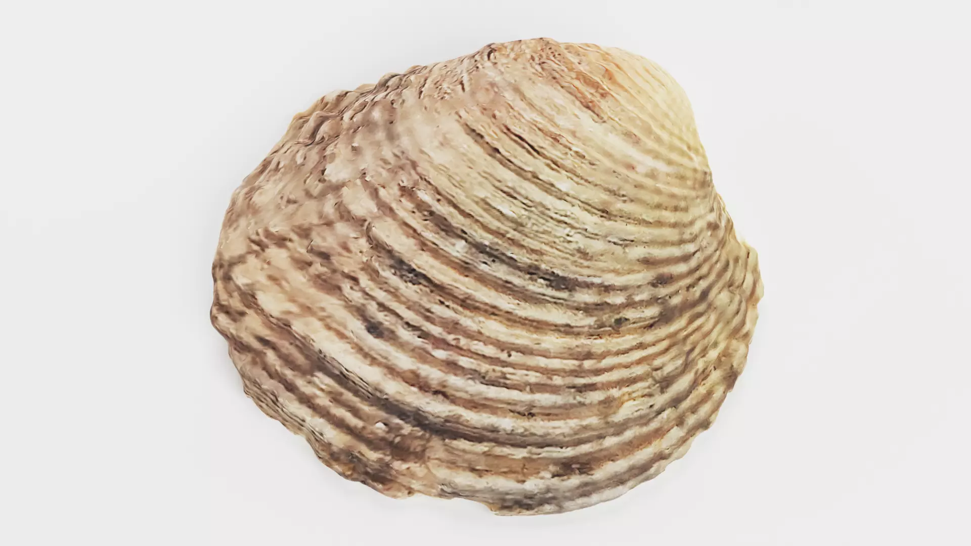 -Shell Light- 3D model_0