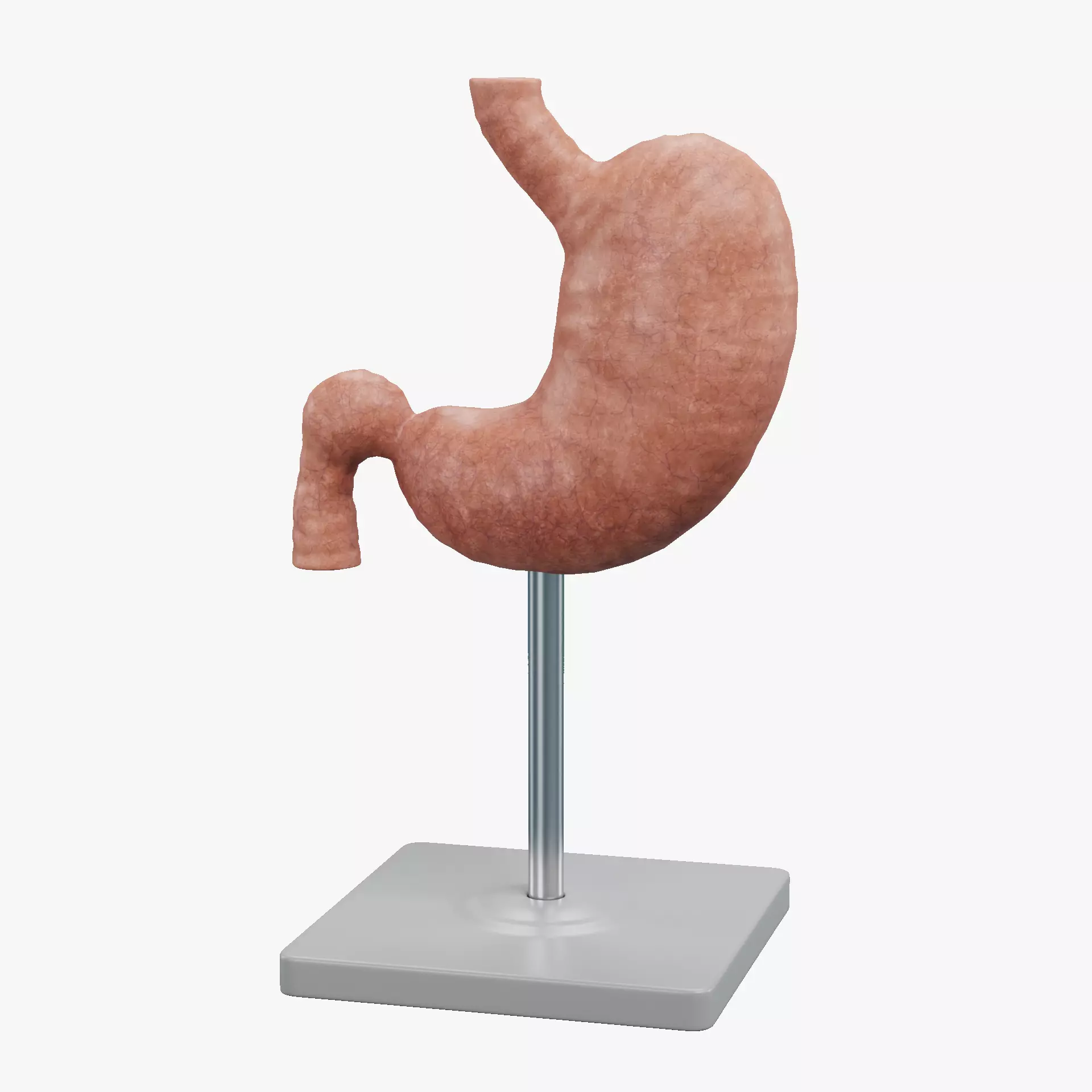 -Stomach Model- Low-poly 3D model_11
