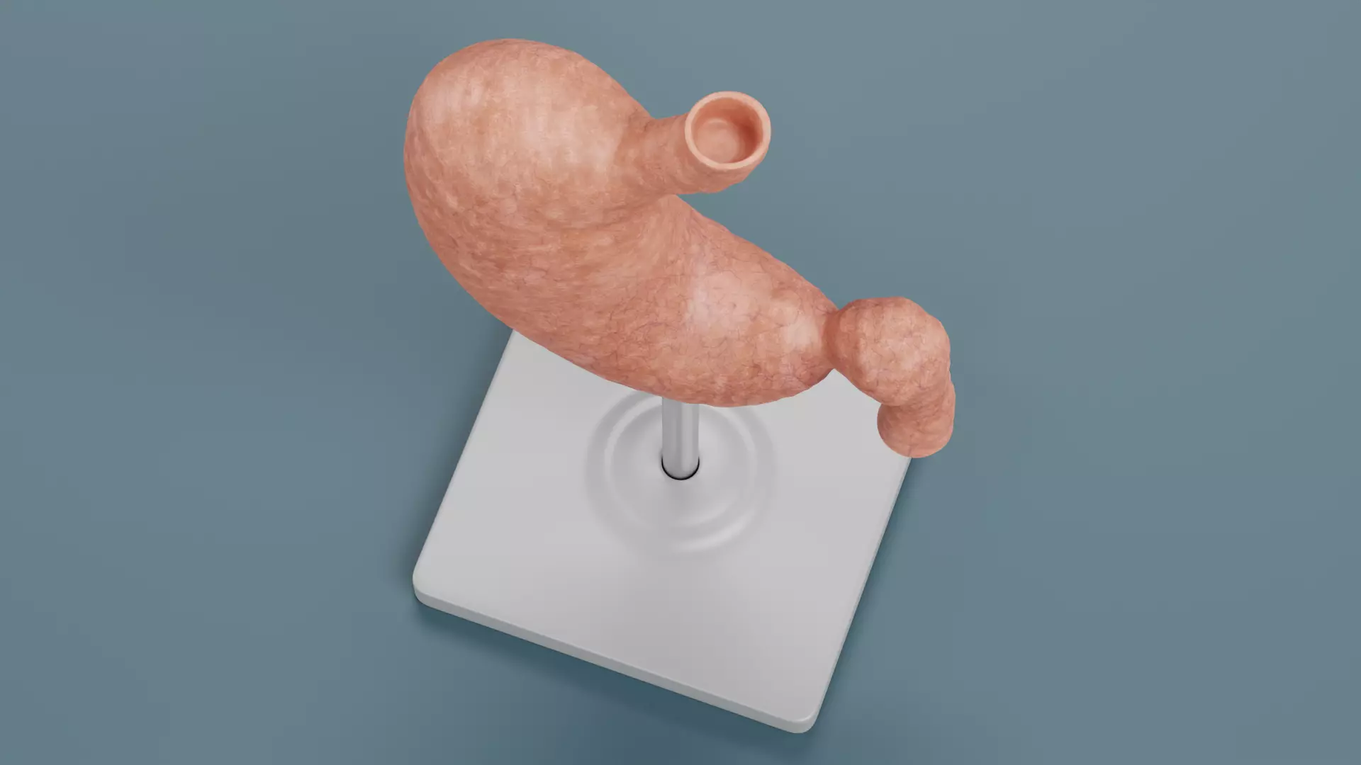 -Stomach Model- Low-poly 3D model_5