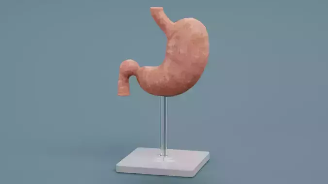 -Stomach Model- Low-poly 3D model
