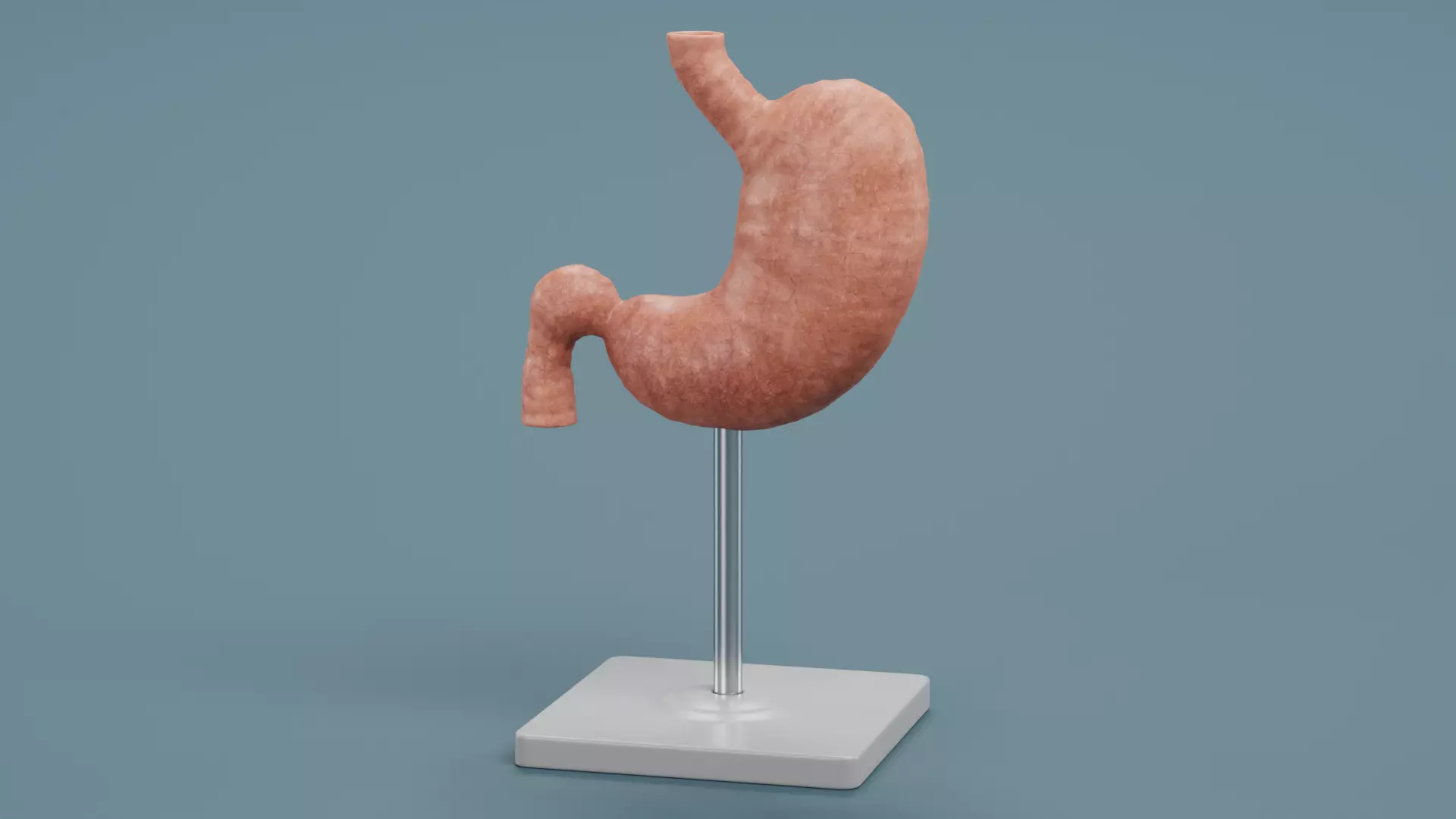 -Stomach Model- Low-poly 3D model_0