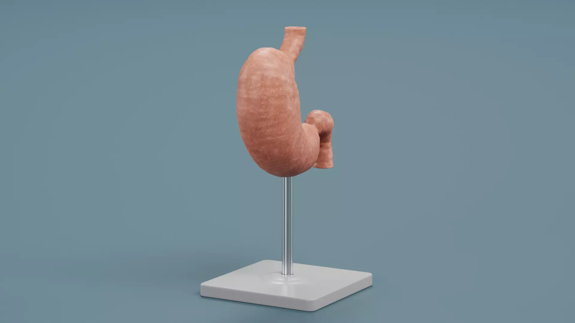 -Stomach Model- Low-poly 3D model_4