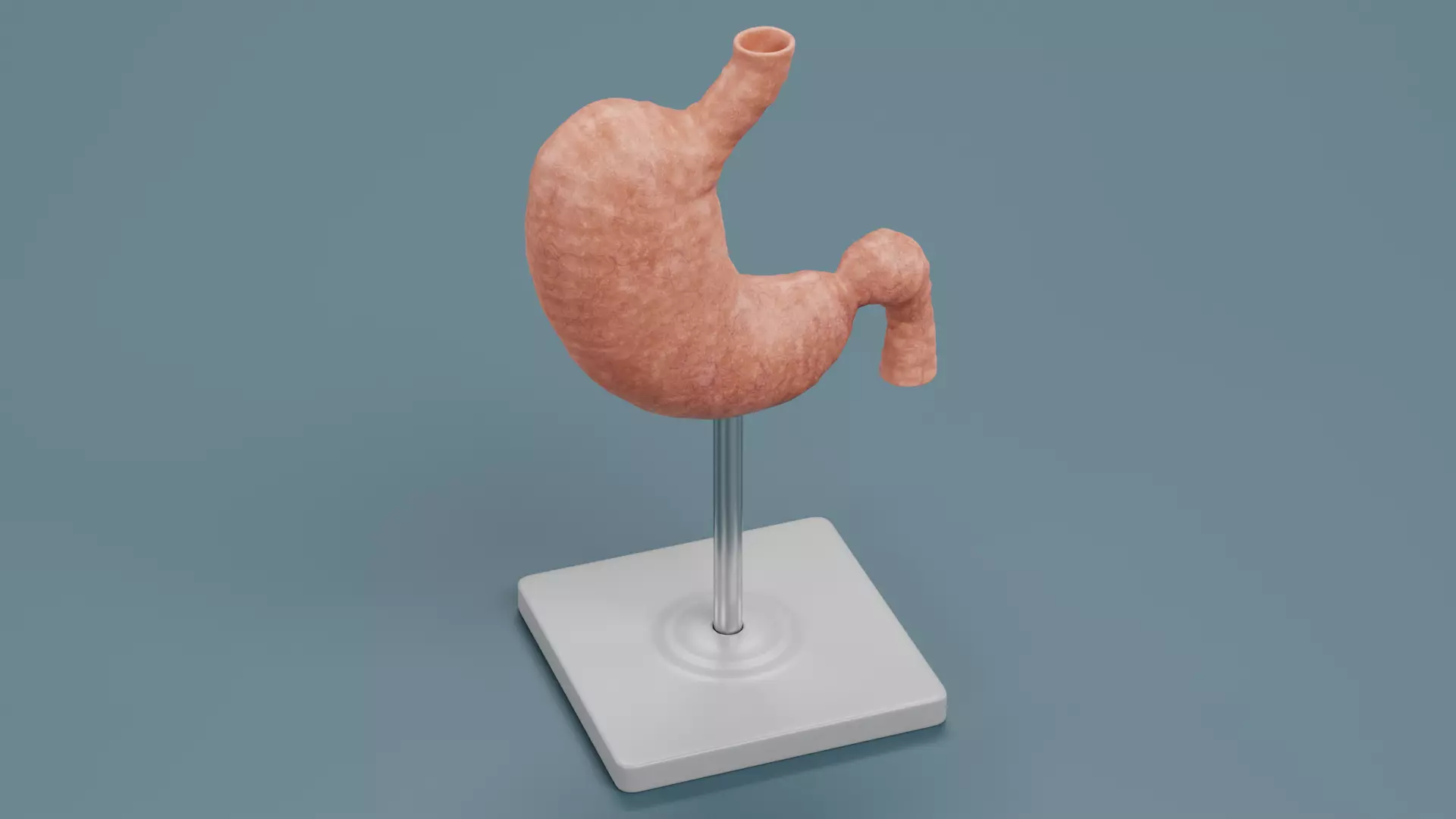 -Stomach Model- Low-poly 3D model_3