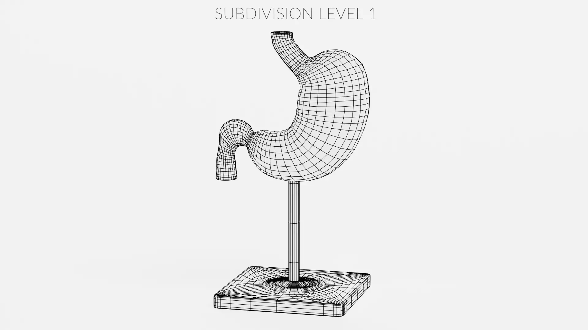 -Stomach Model- Low-poly 3D model_8