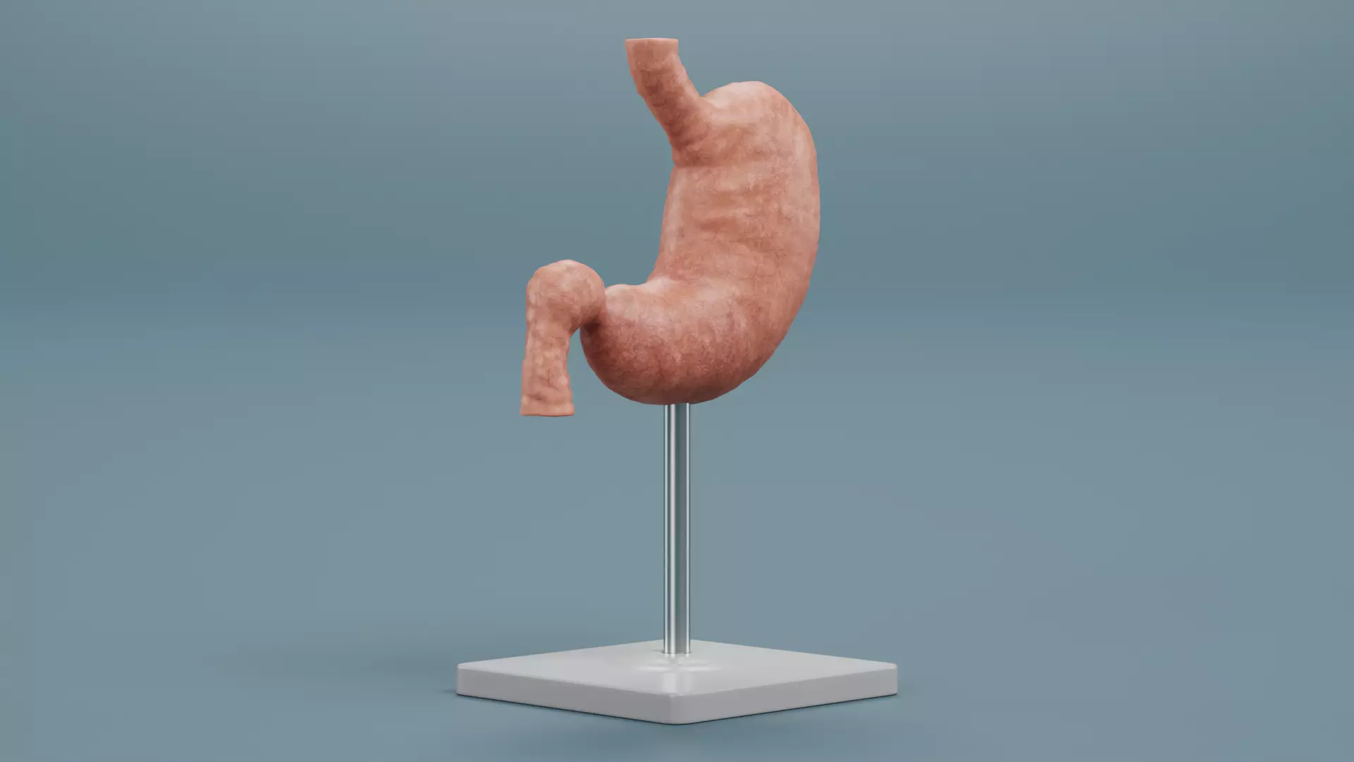 -Stomach Model- Low-poly 3D model_1