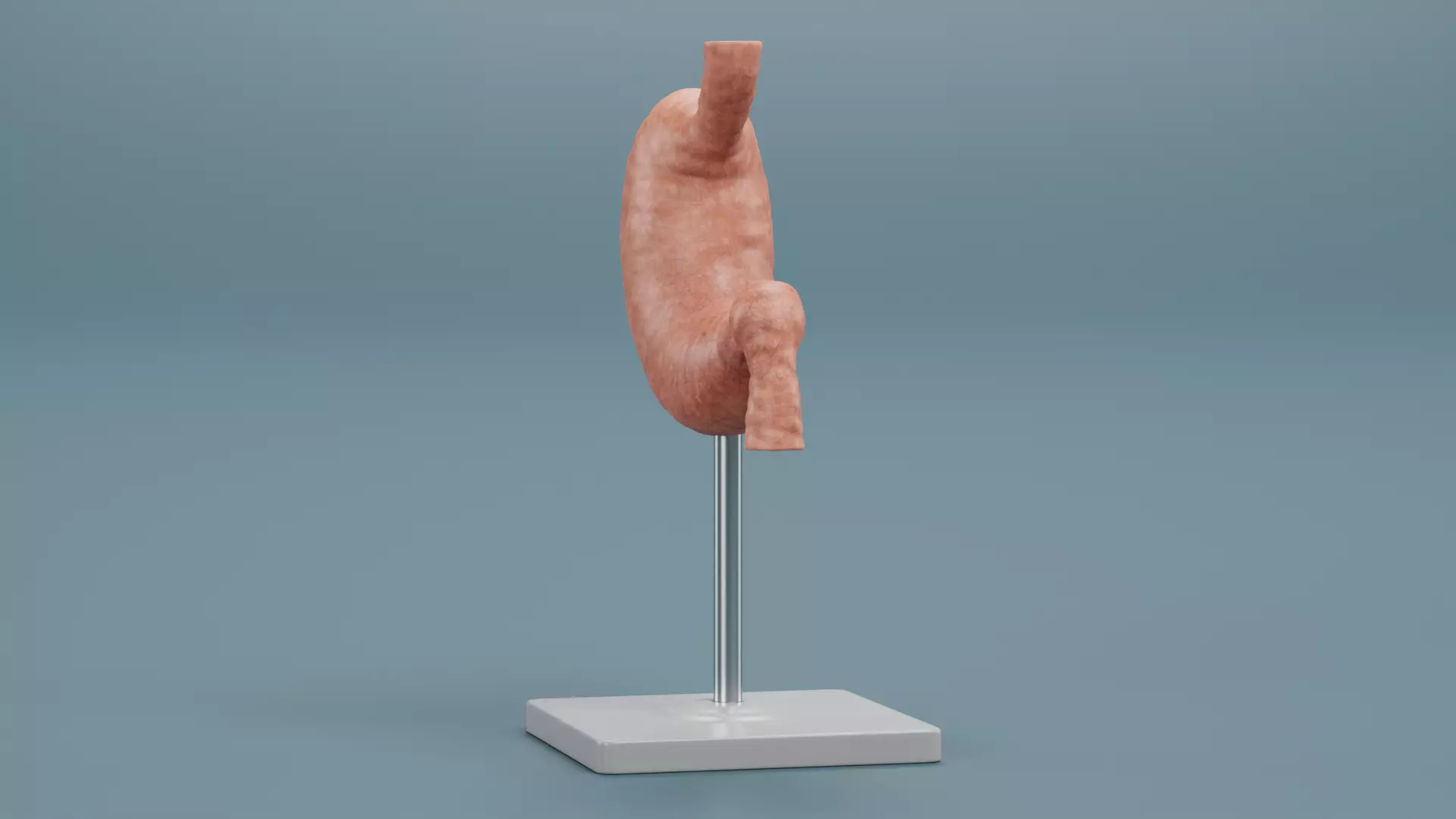 -Stomach Model- Low-poly 3D model_2