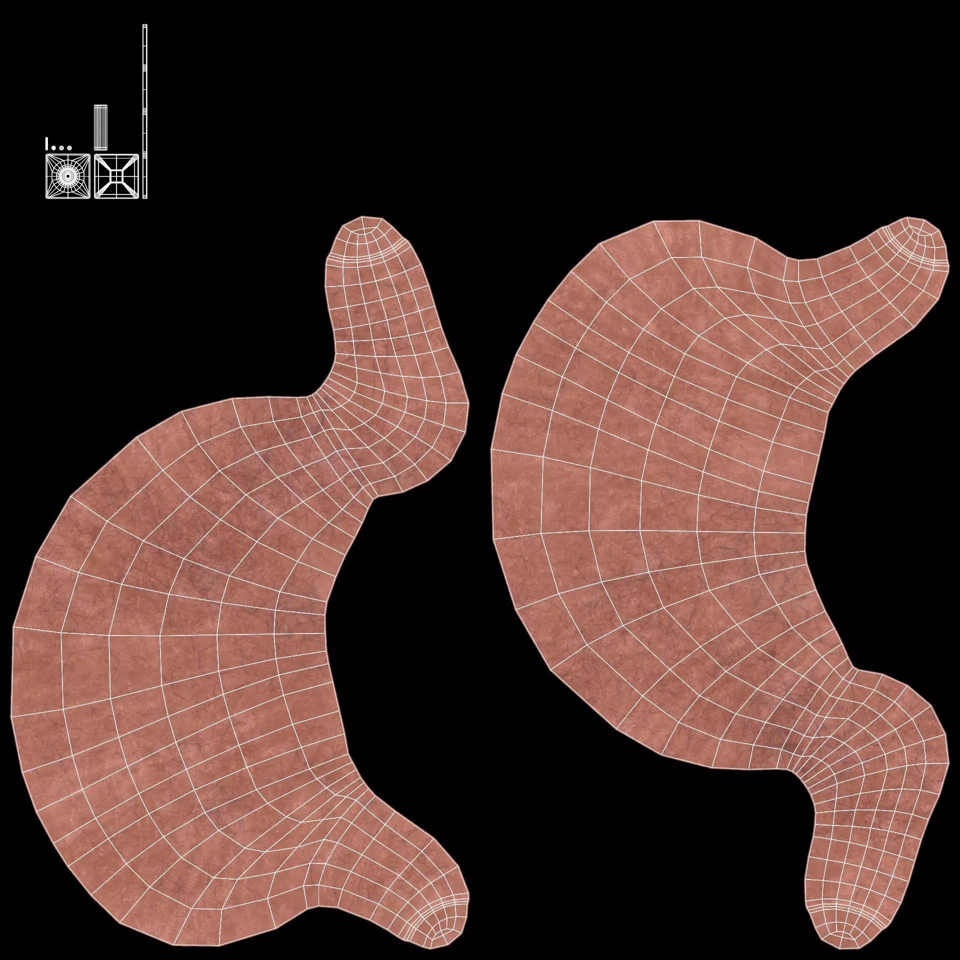 -Stomach Model- Low-poly 3D model_6