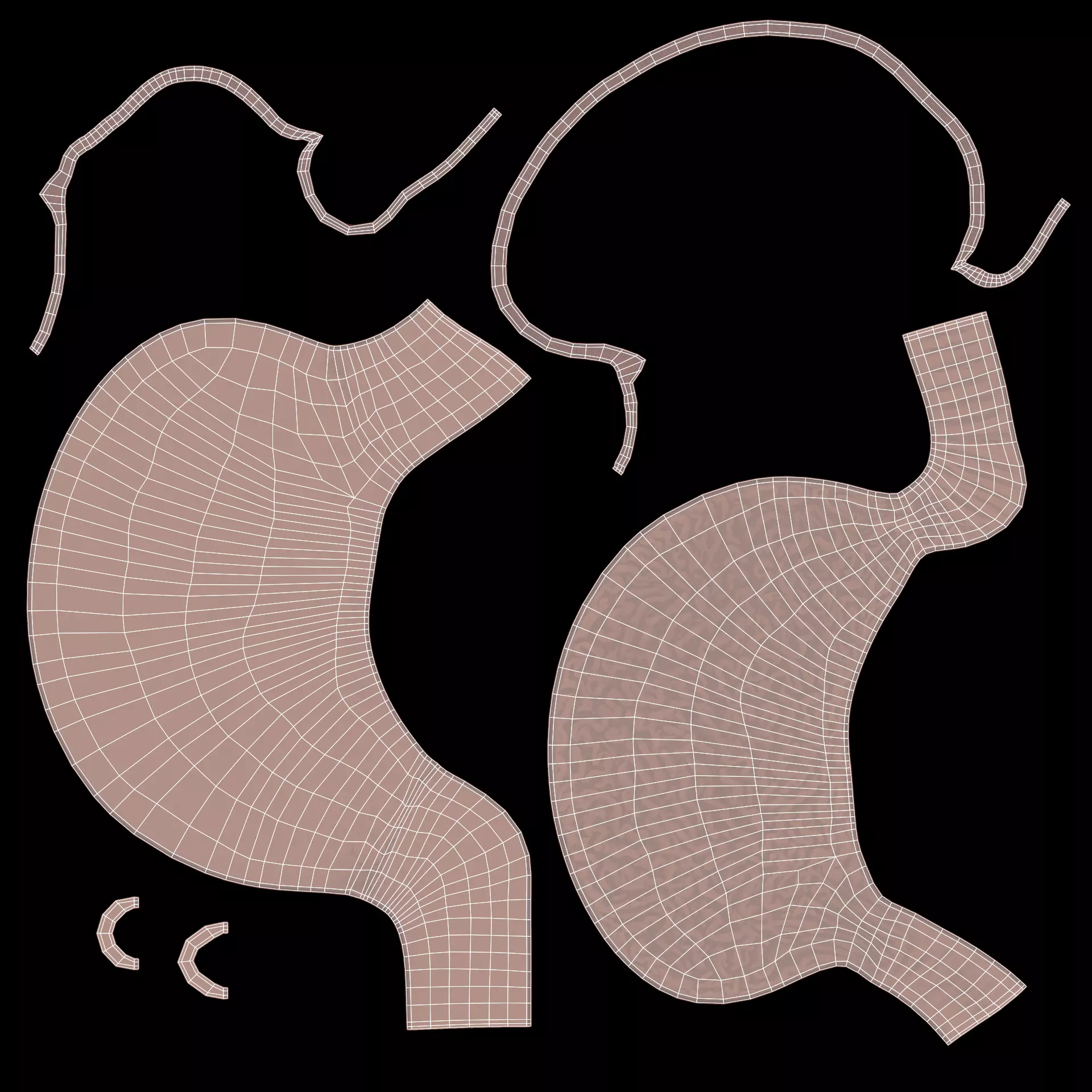 -Stomach Section Model- 3D model_7