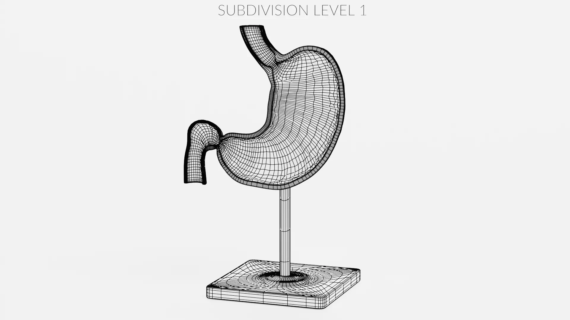 -Stomach Section Model- 3D model_9