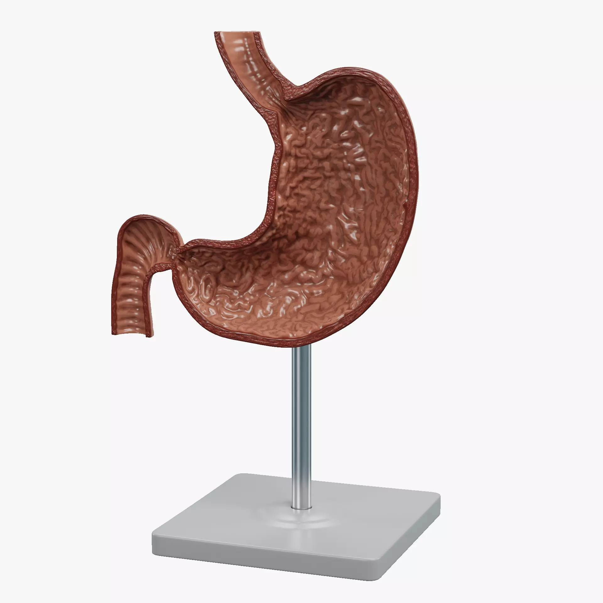 -Stomach Section Model- 3D model_12