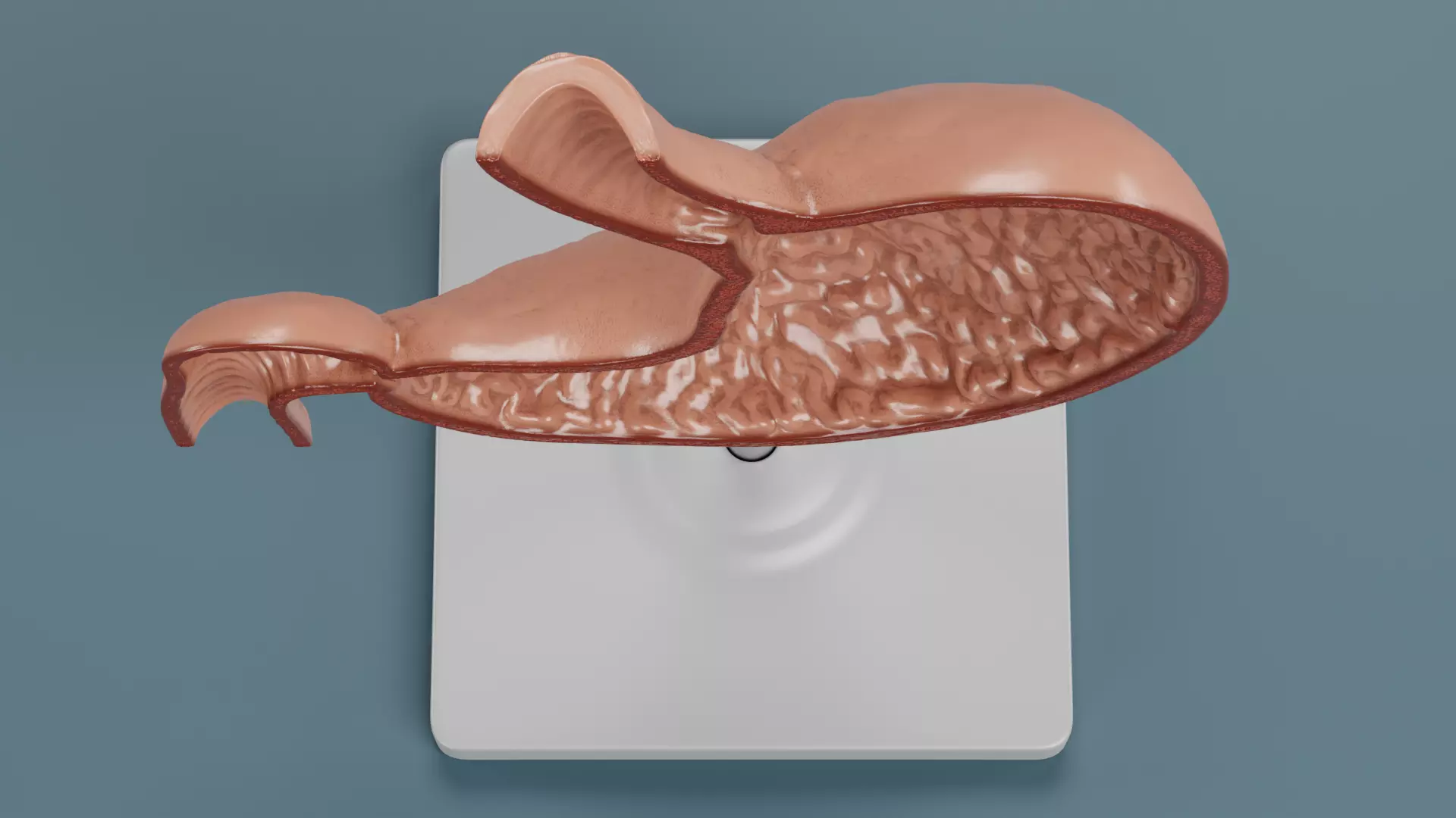 -Stomach Section Model- 3D model_6