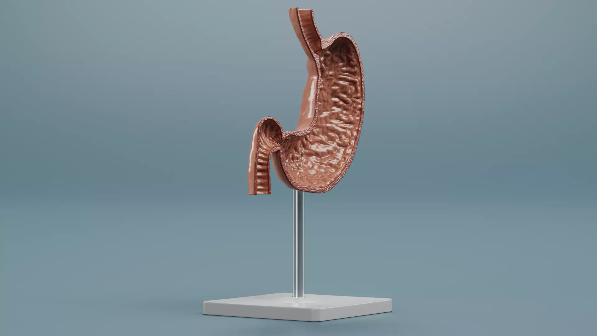 -Stomach Section Model- 3D model_2