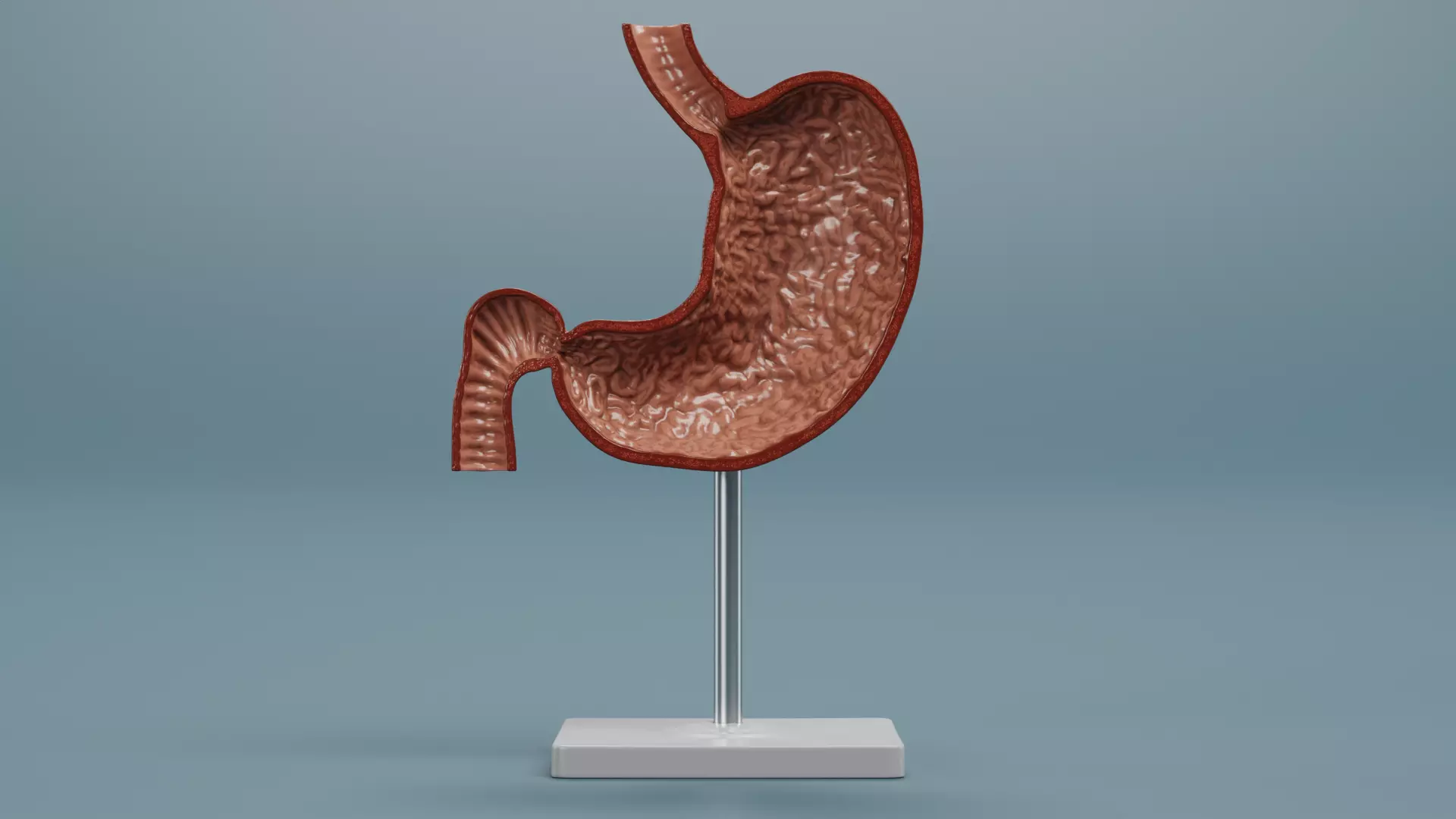 -Stomach Section Model- 3D model_1
