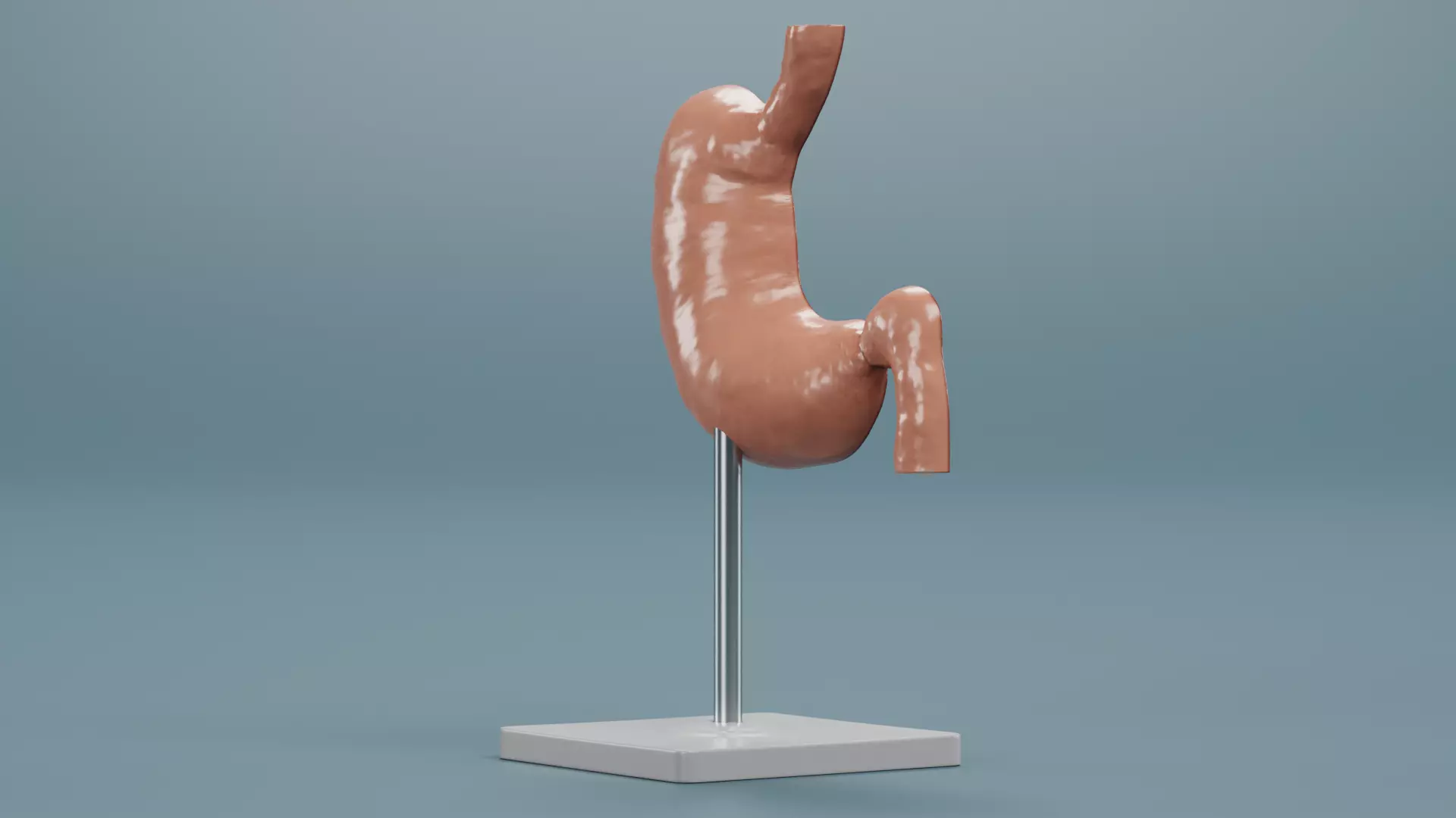 -Stomach Section Model- 3D model_3