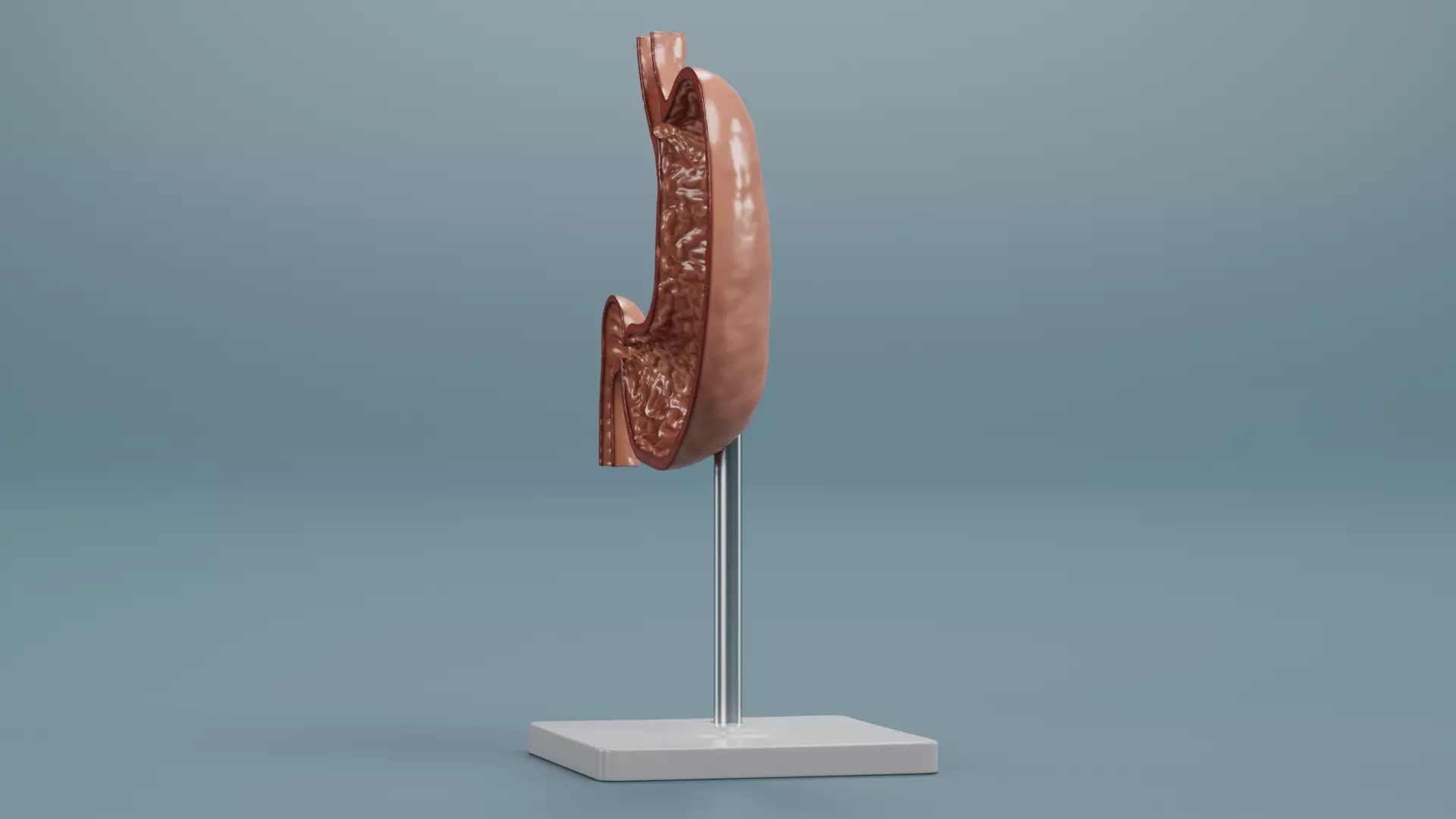 -Stomach Section Model- 3D model_5