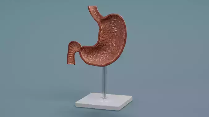 Stomach Section - Educational Anatomy Plastic Model on Stand