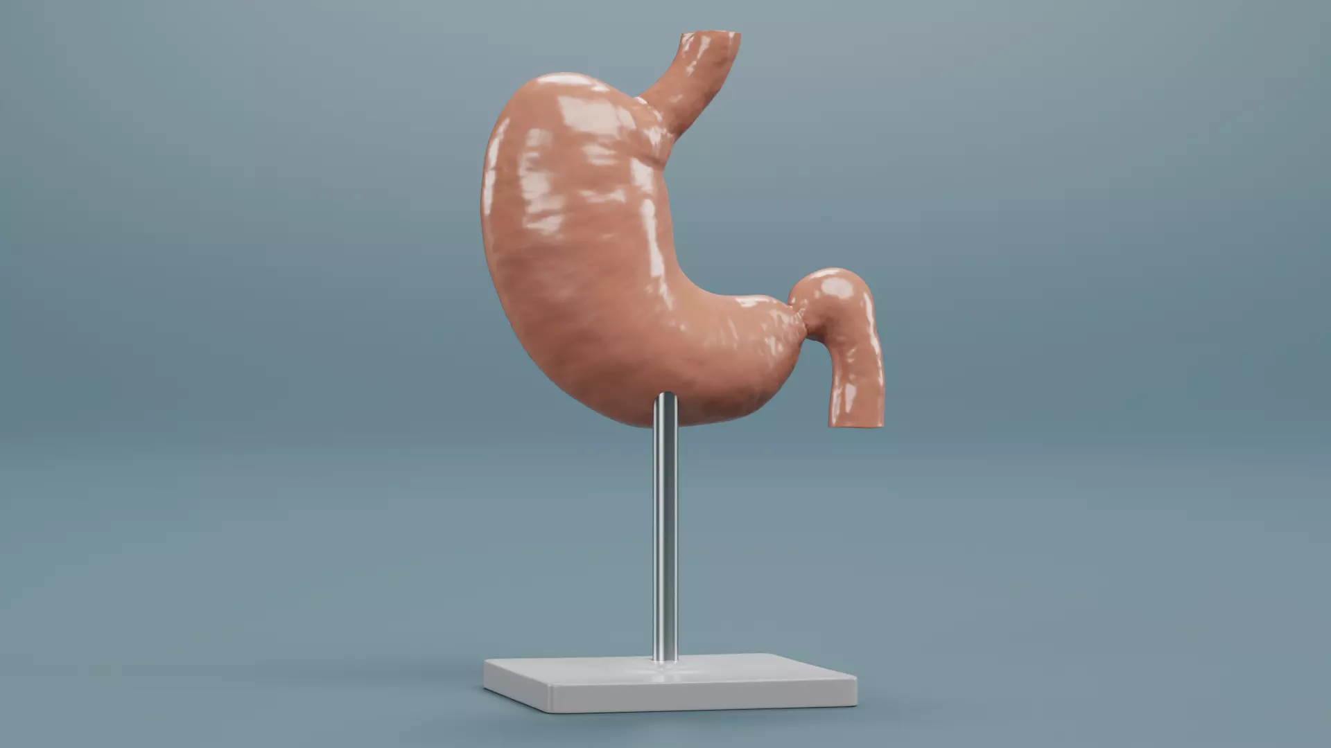 -Stomach Section Model- 3D model_4
