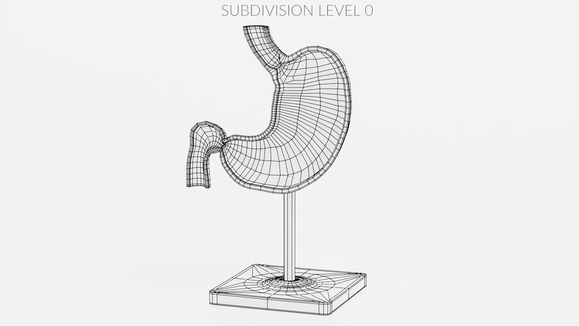 -Stomach Section Model- 3D model_8