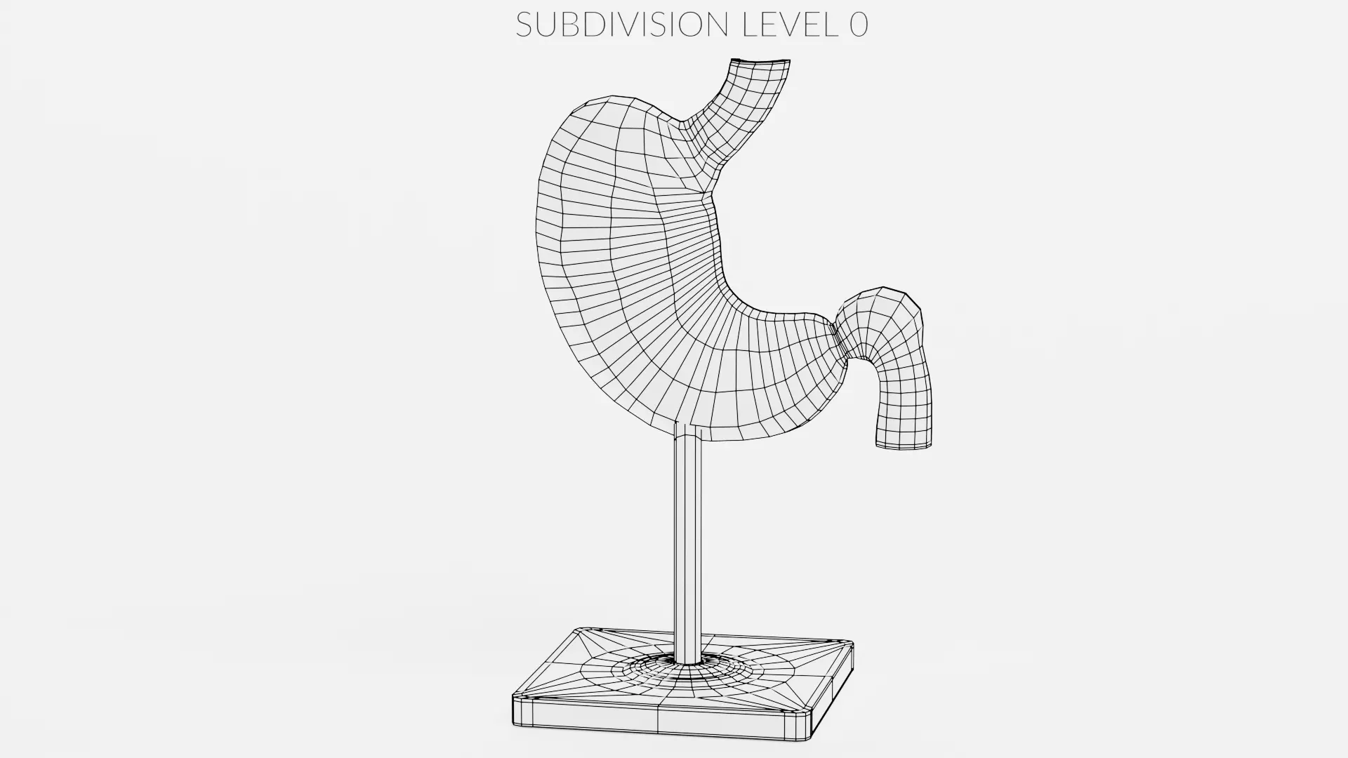 -Stomach Section Model- 3D model_10