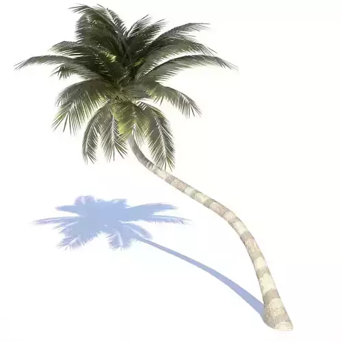 Coconut Tree - 02 med poly