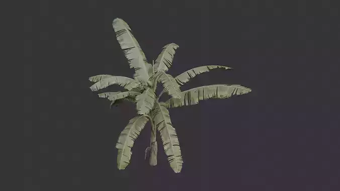 Banana Tree Plant in Dry State