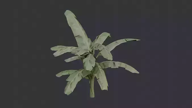 Banana Tree Indoor Plant Model