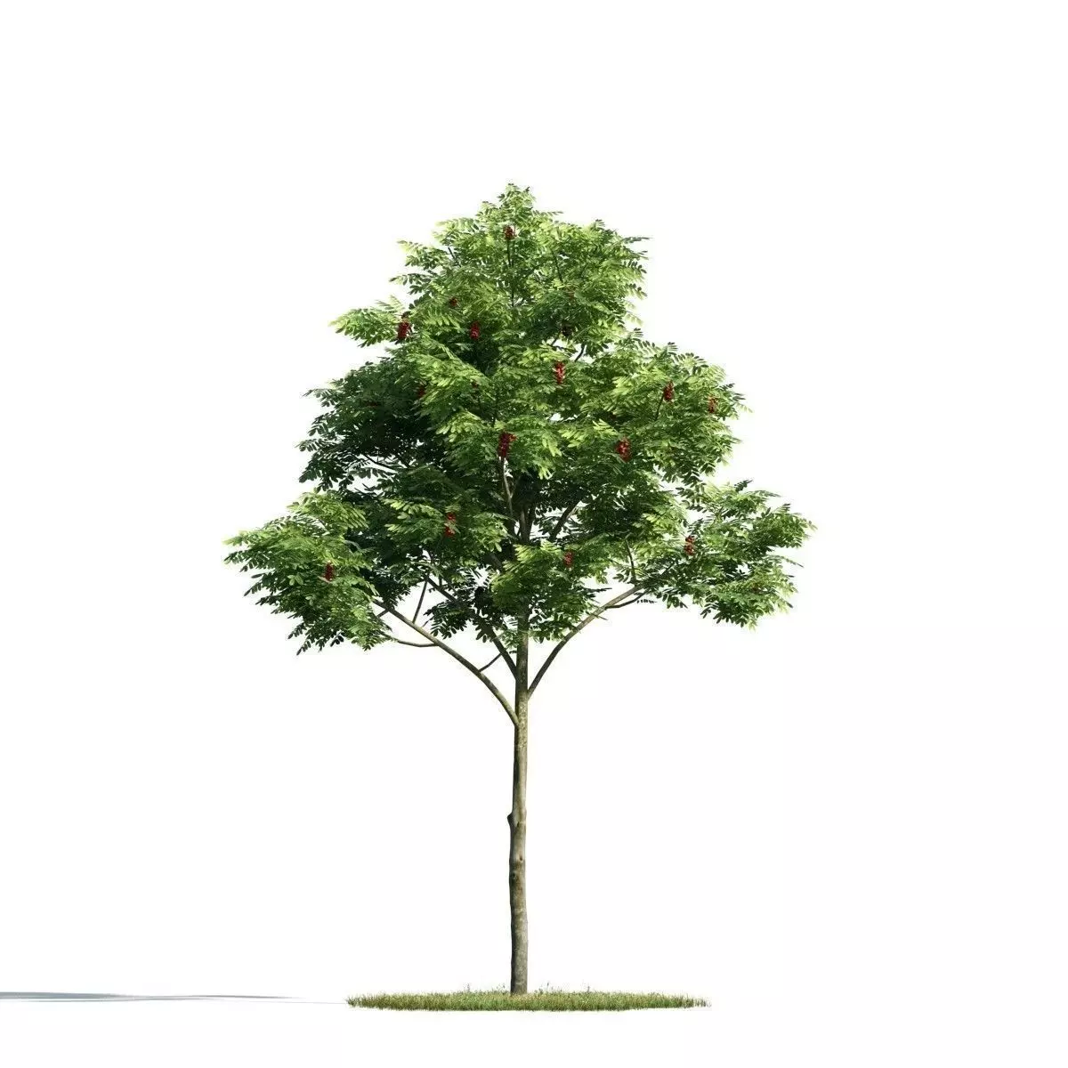 Tree 03 am171 3D model_0