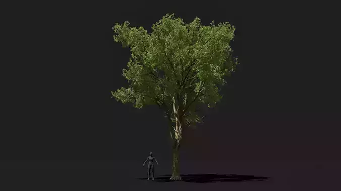 Game ready big White Oak tree