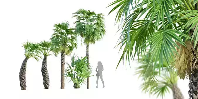 tree tropic plants Sabal Palmetto Cabbage Palm 5 realistic Trees