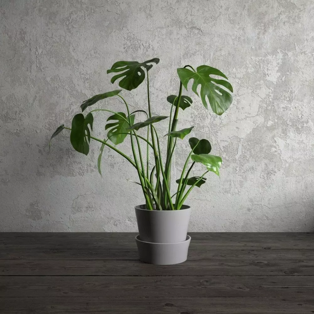 plant 23 am173 3D model_0