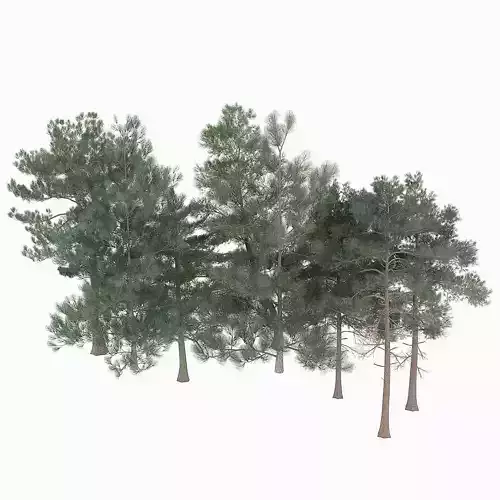Pine Tree Collection