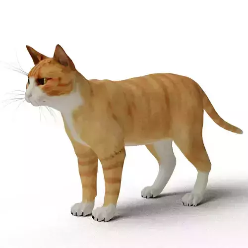Realistic Red Orange Cat - Blender