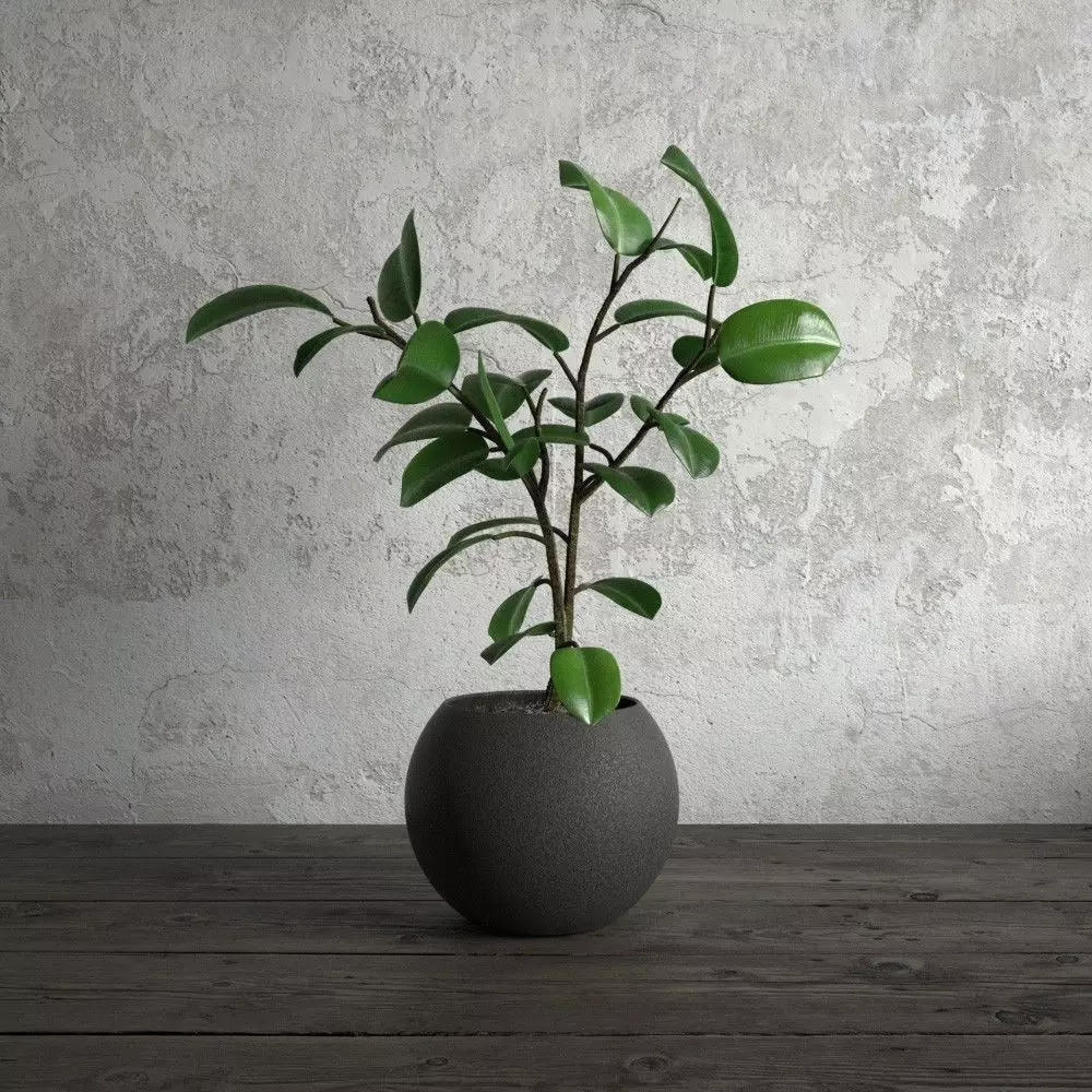 plant 55 am173 3D model_0