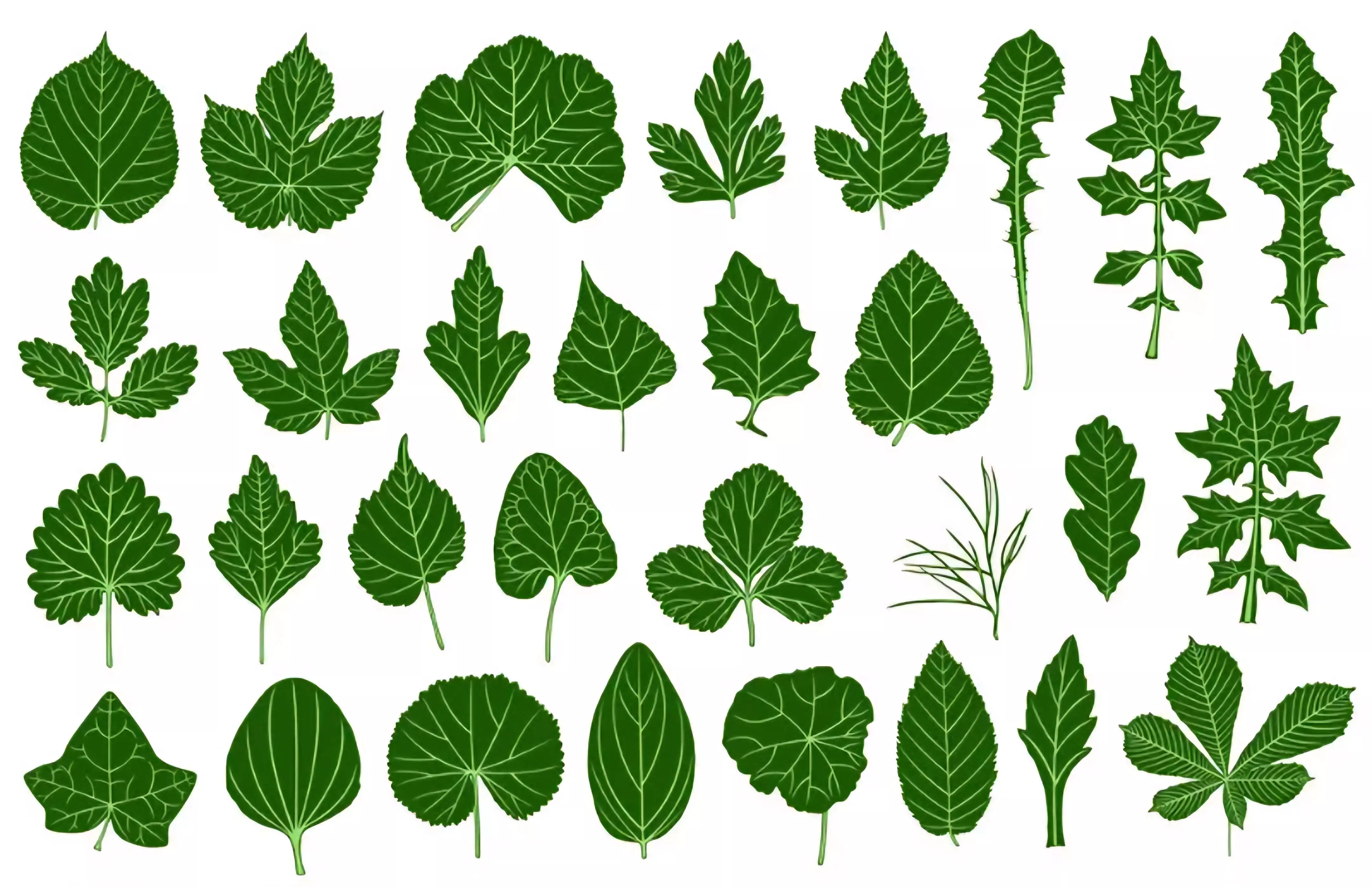 25 Realistic 3D Leaves 3D print model_0